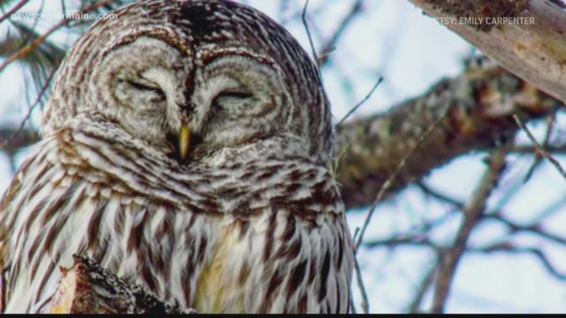 A barred owl visited this viewer's home in West Baldwin.