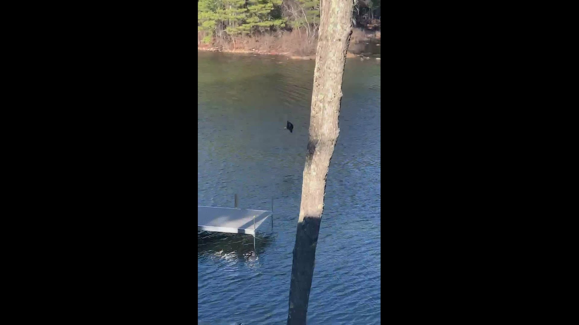 mother eagle hovering over the water, baby eagle fell in while flying.
Credit: Makayla Cooper