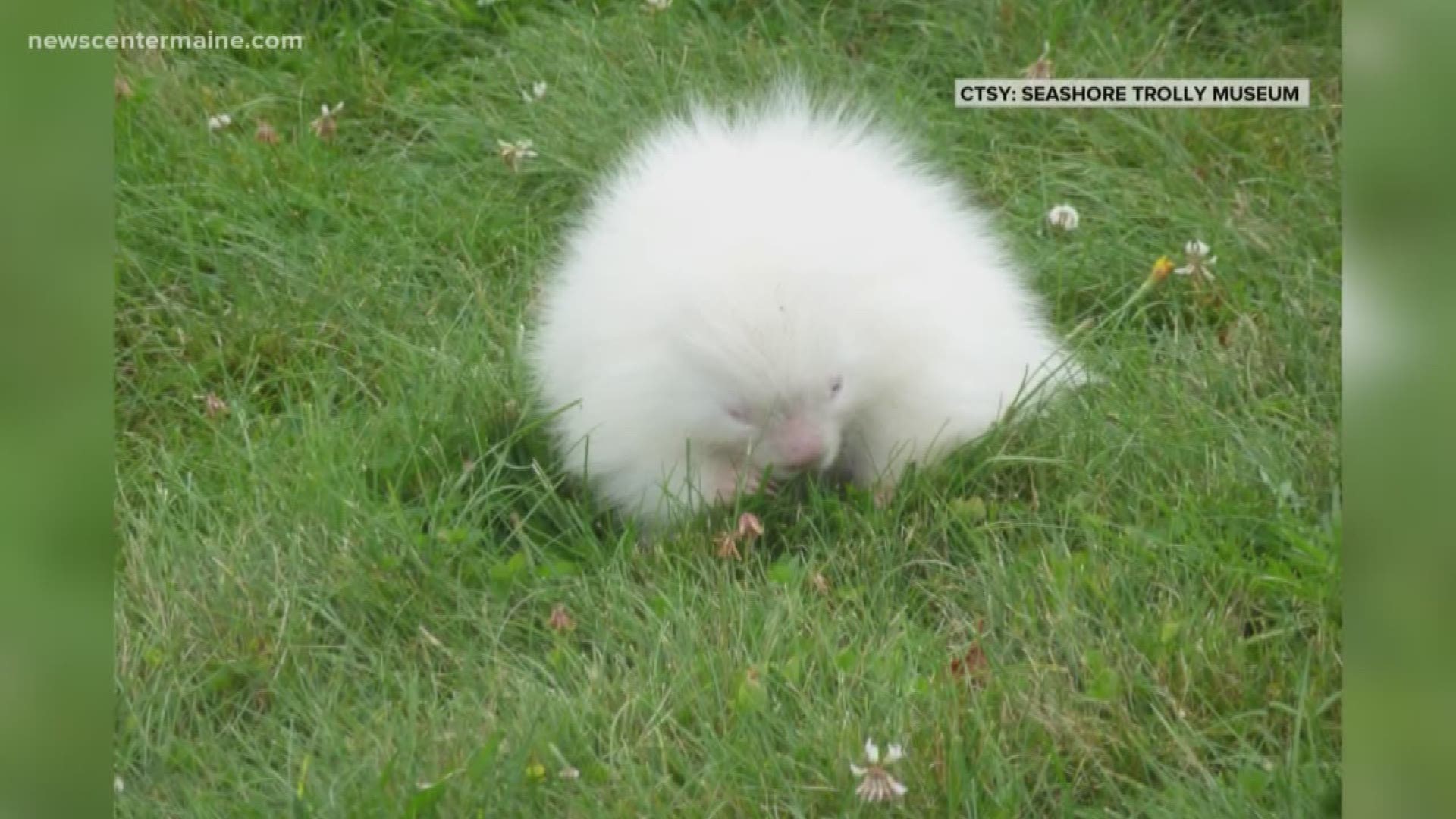 A rate albino porcupine was spotted at the Seashore Trolley Museum in Kennebunkport on Tuesday.