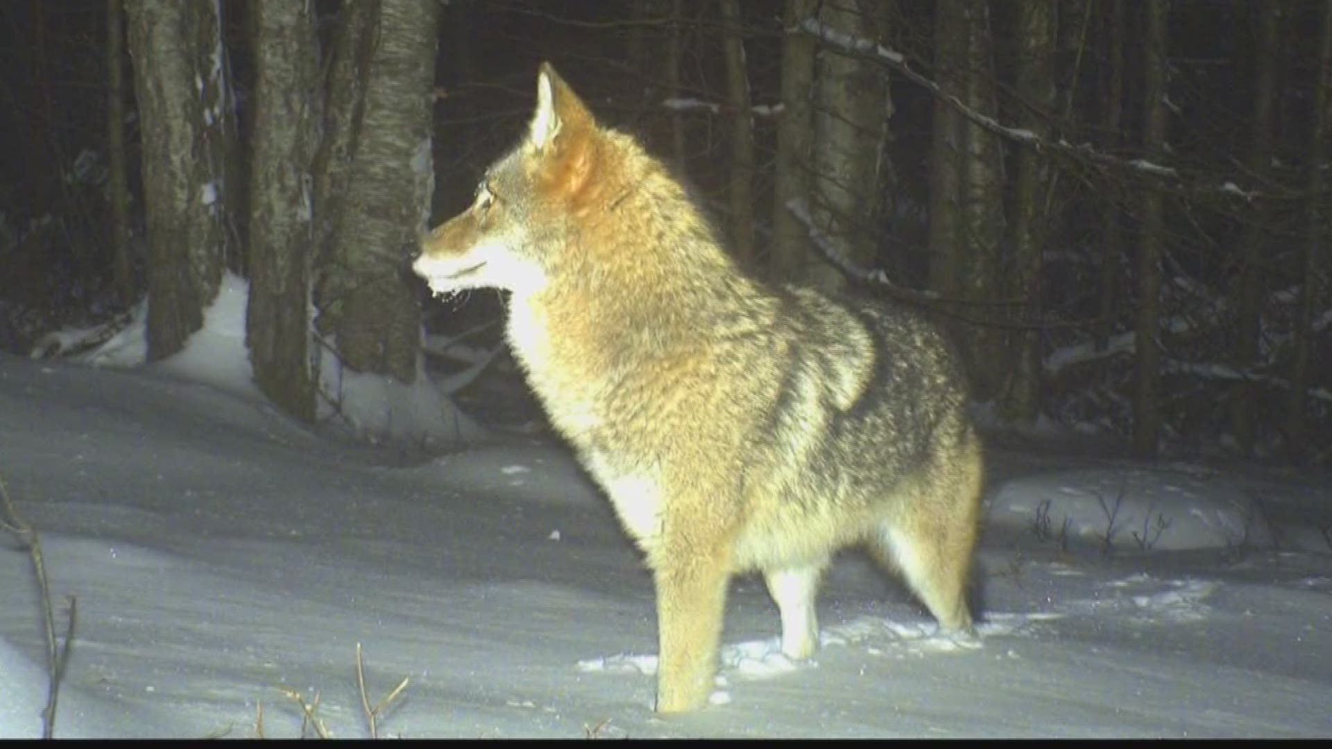 mixed fox coyote wolf