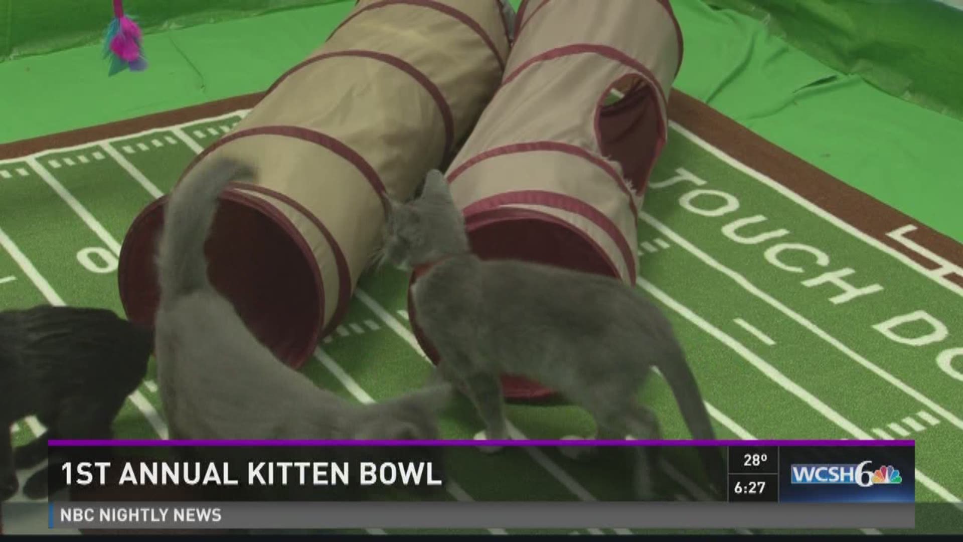 Kitten Bowl I