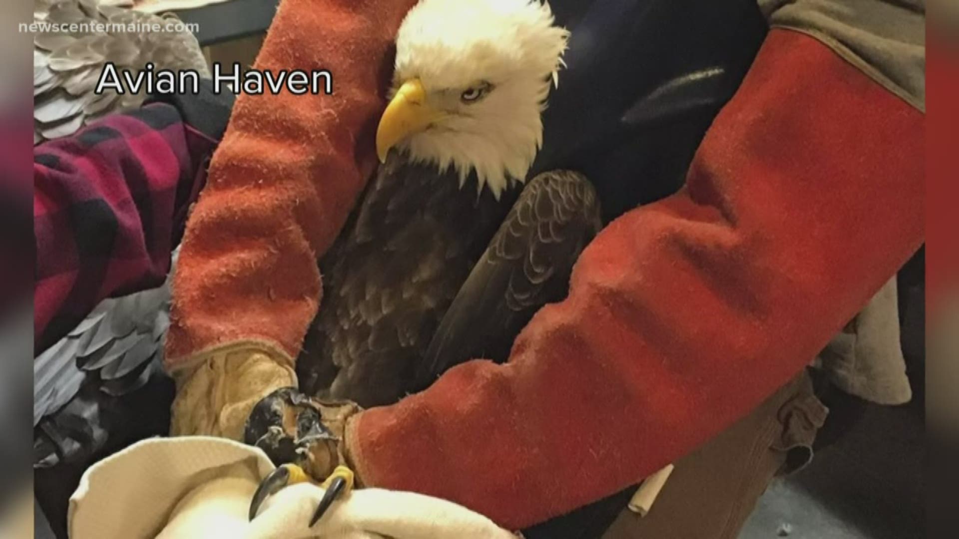 So far this year, three bald eagles have been admitted to the bird rescue Avian Haven for lead poisioning due to ingesting lead ammunition.