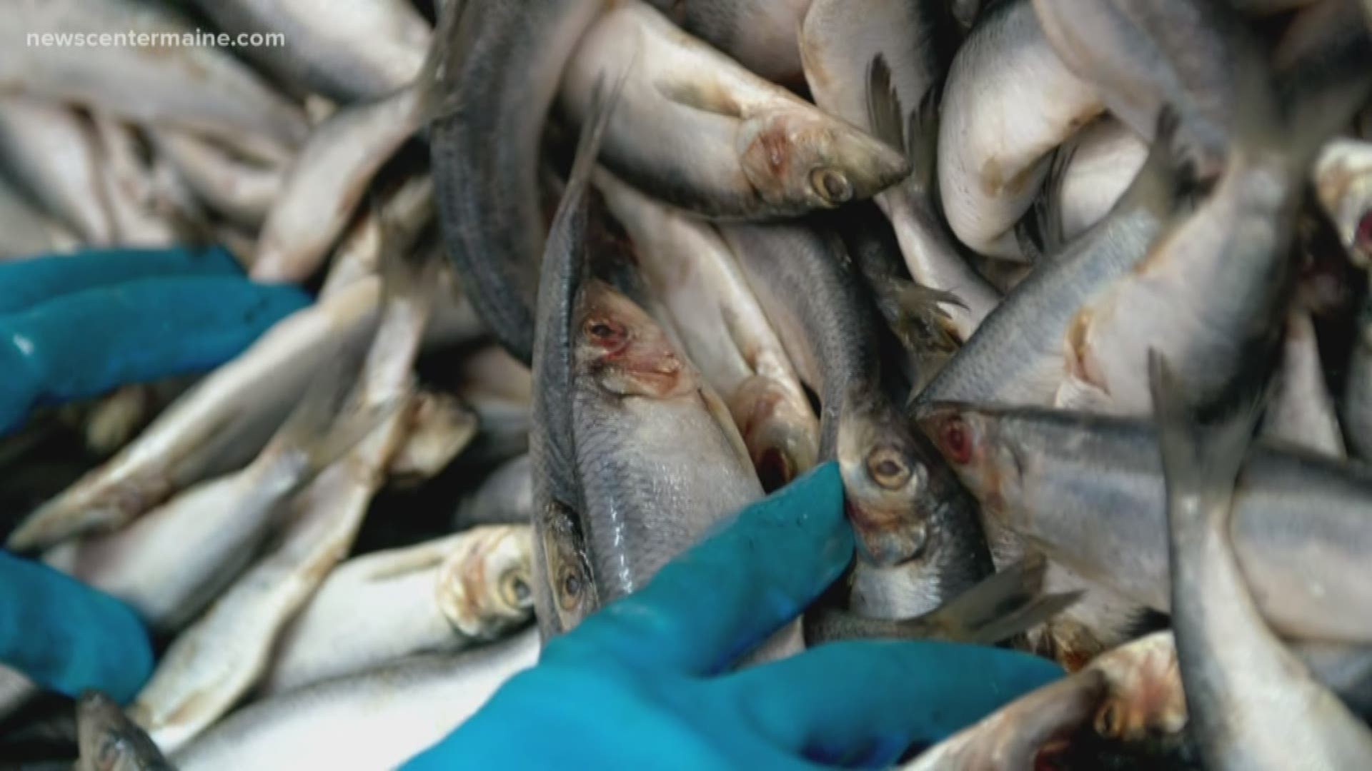 Feds cut back herring fishing amid concerns about population