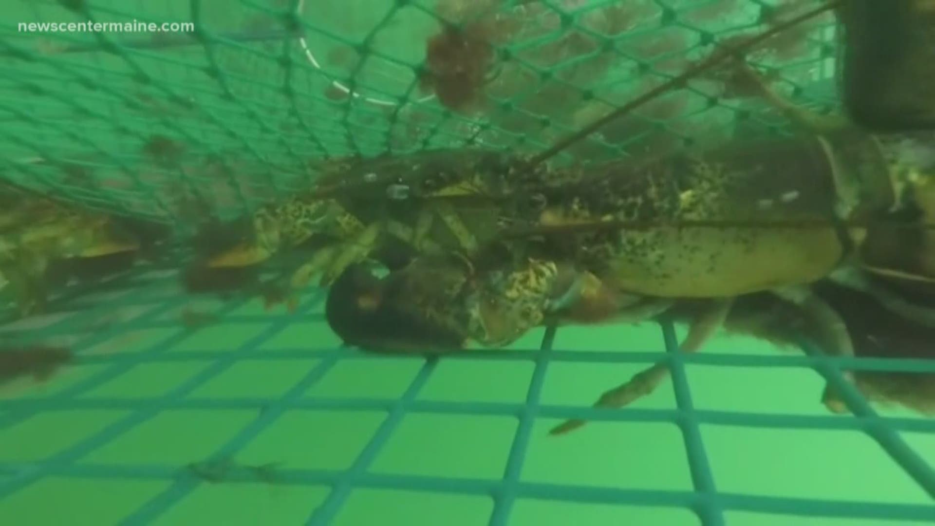 A Maine company is researching the idea of using lobster blood in preventative drugs.