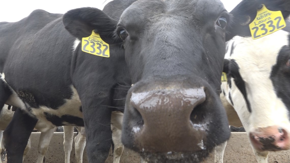 Central Maine dairy farms to turn manure into renewable natural gas ...