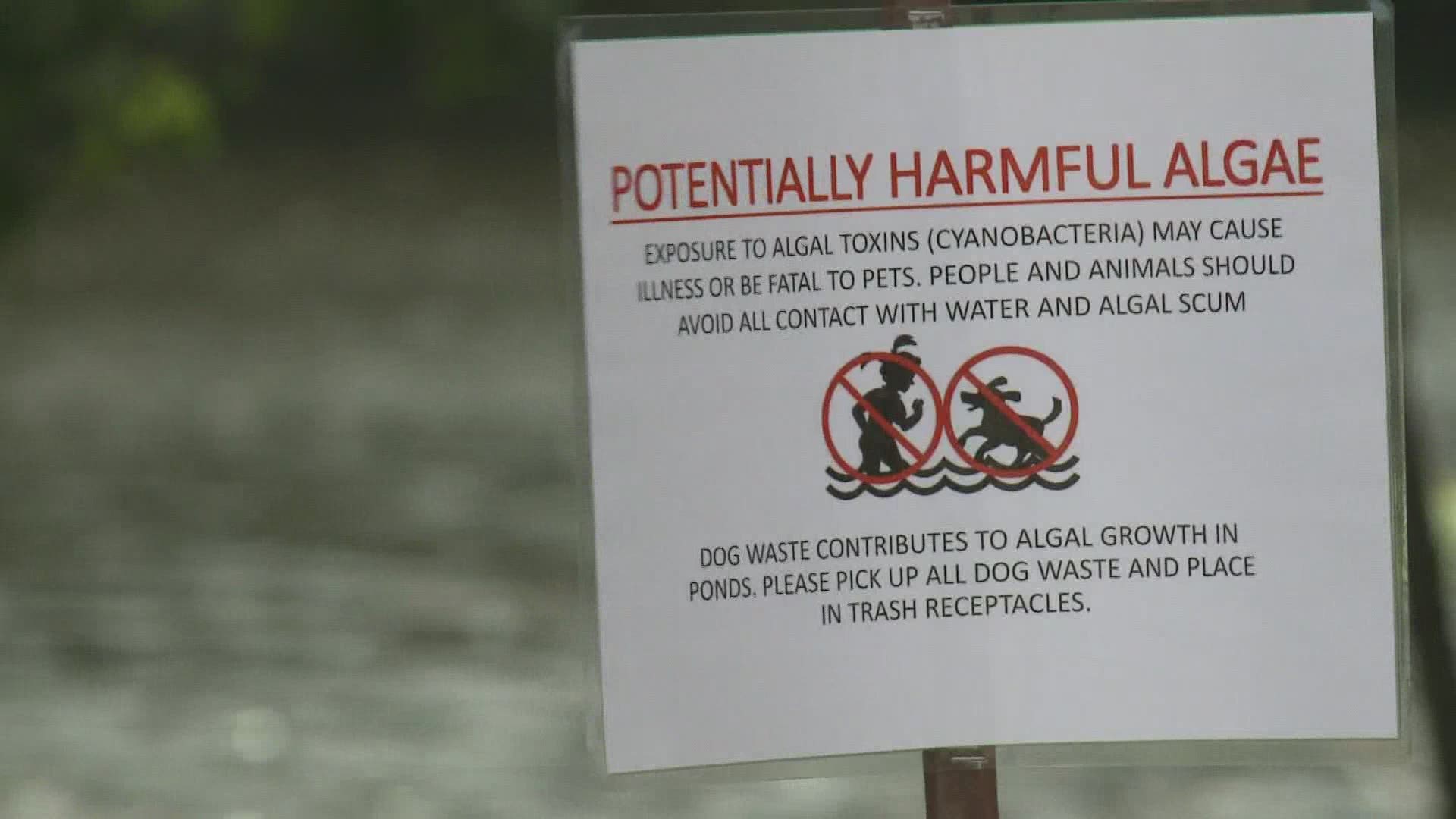 The Department of Environmental Protection has confirmed that the algae bloom in Hinckley park is a cyano-bacteria which is extremely dangerous for dogs.