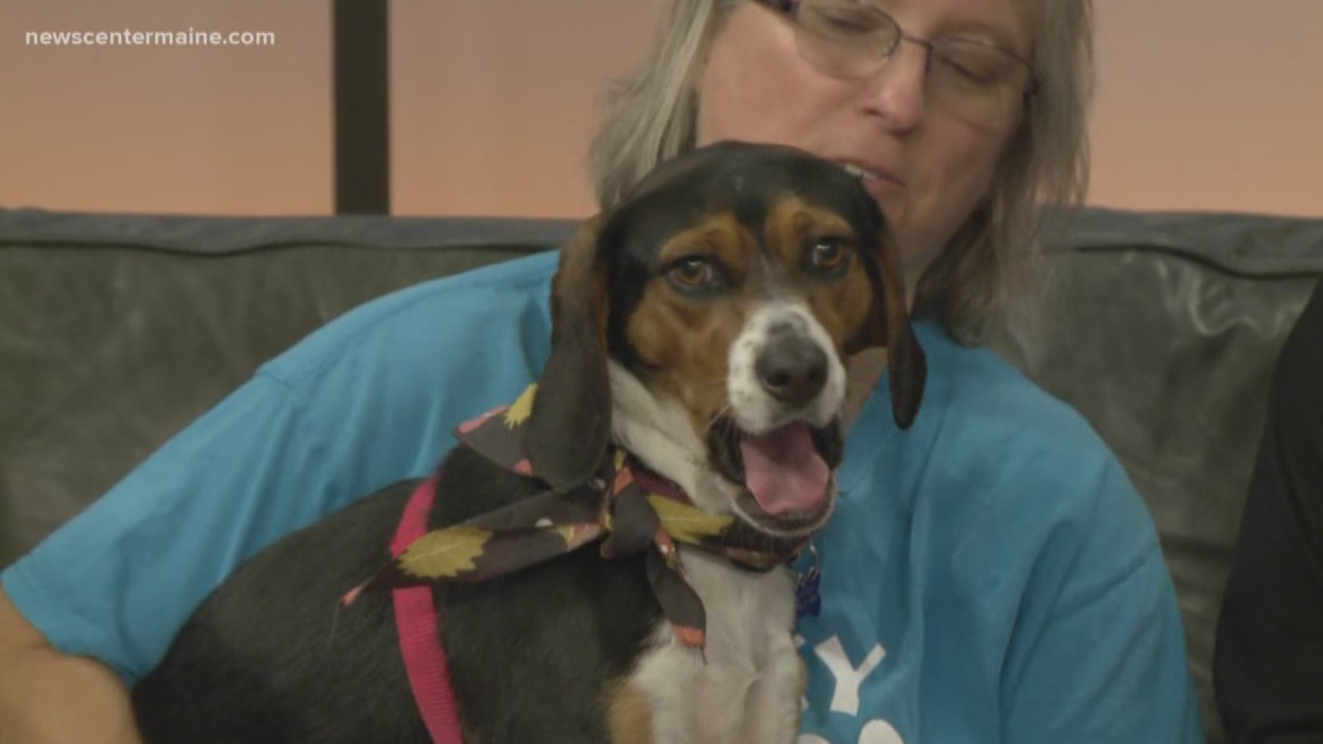 Beagle house trained crate trained