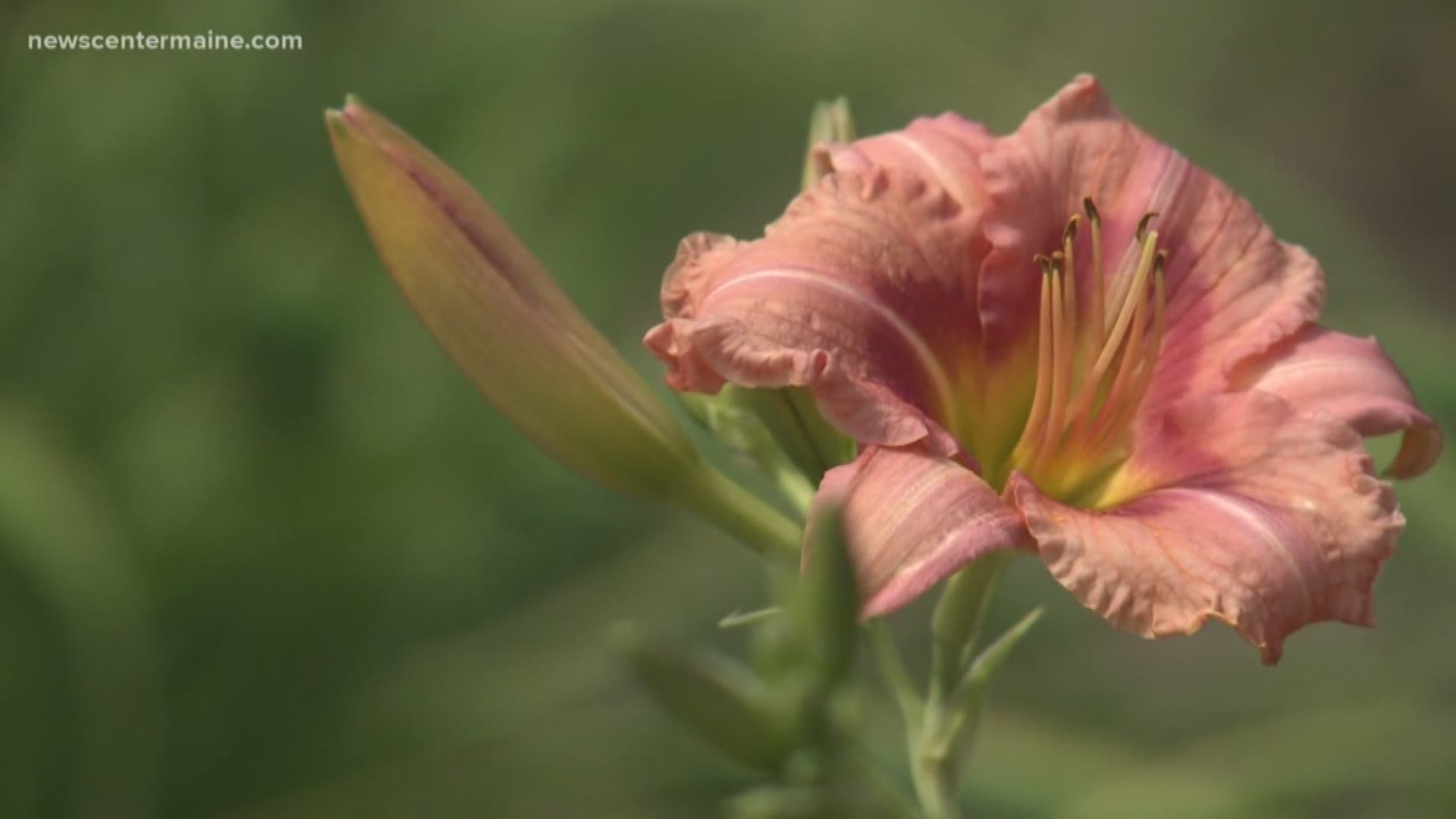 Jeff O’Donal of O’Donal’s Nurseries in Gorham talks with NEWS CENTER Maine's Cindy Williams about daylilies that constantly bloom