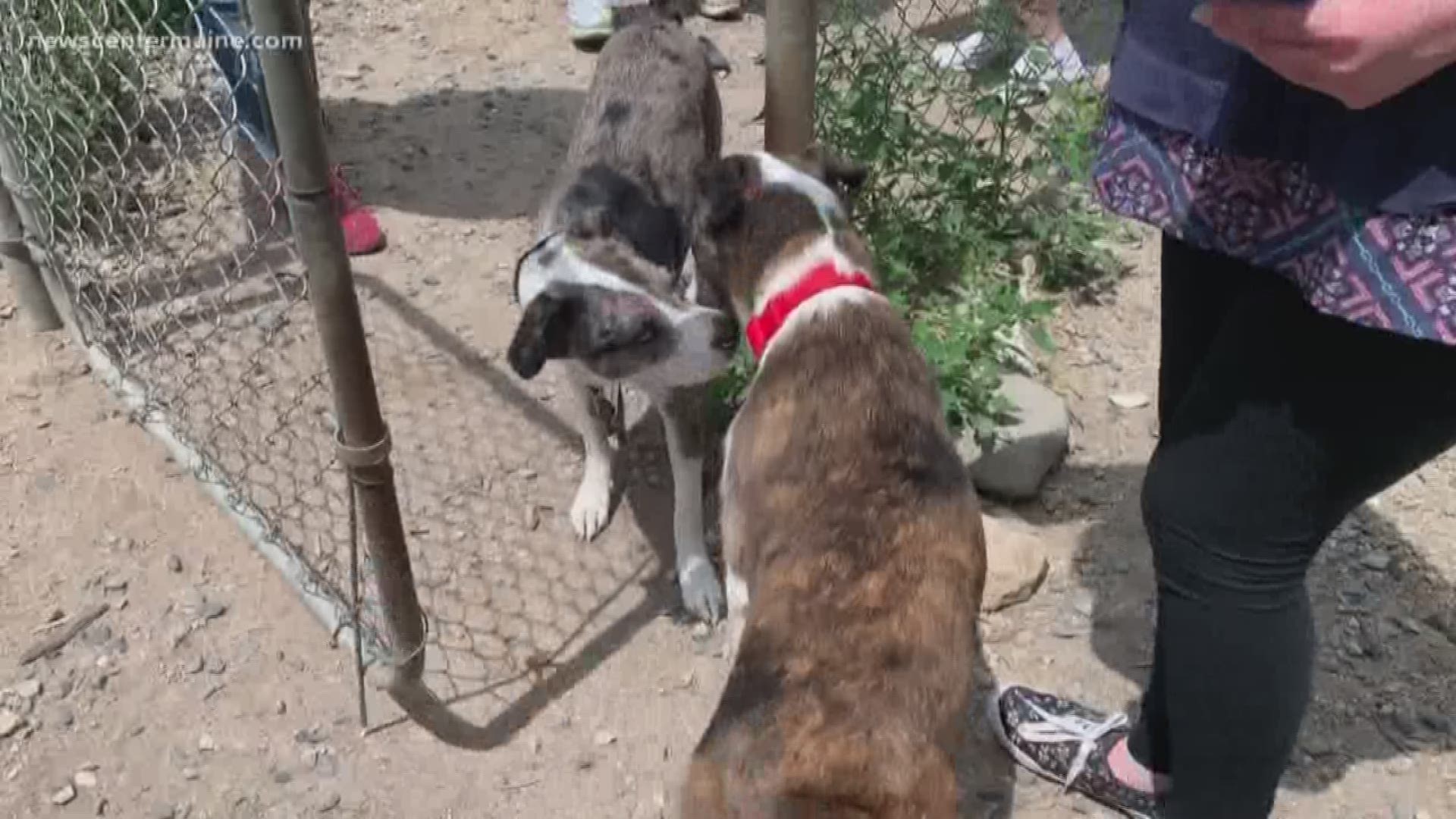 Adopted dogs reunited at Portland dog park.