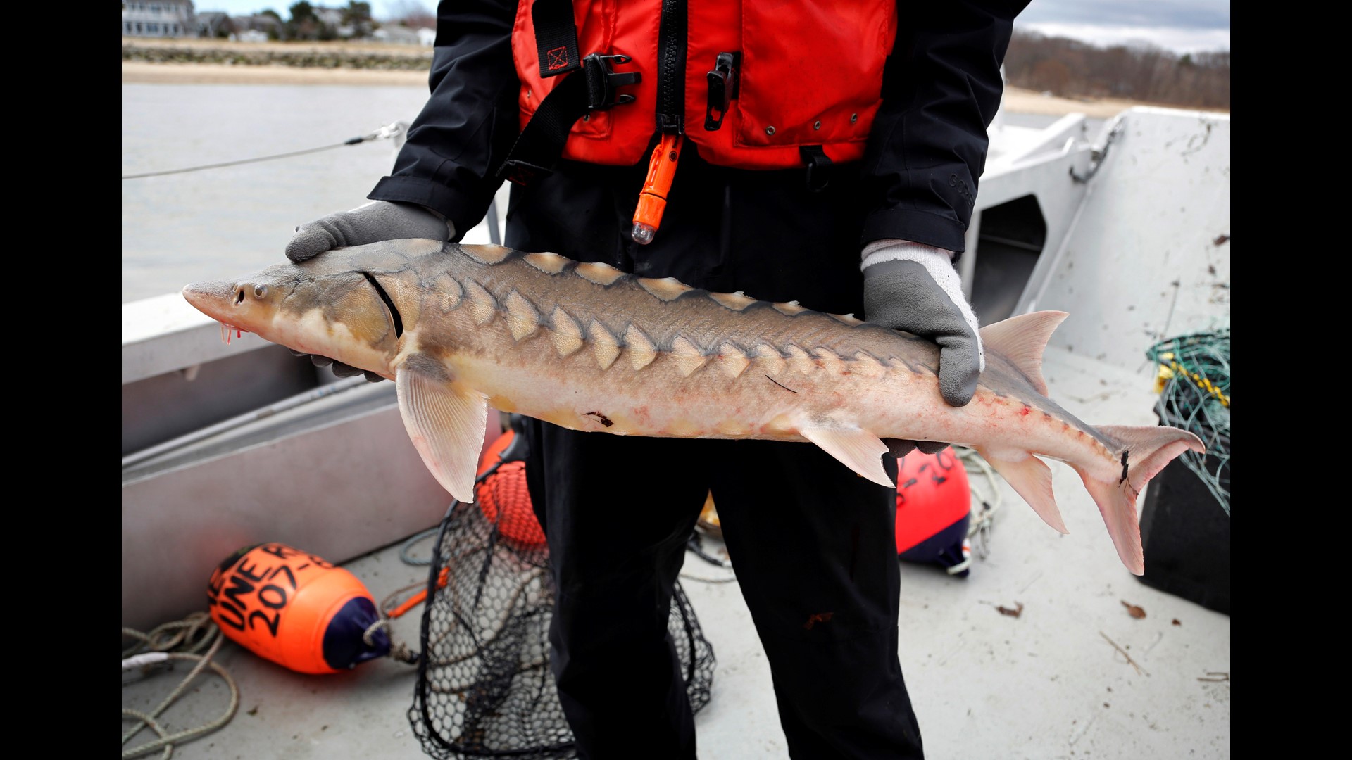 Sturgeon, America's dinosaurs, slowly coming back