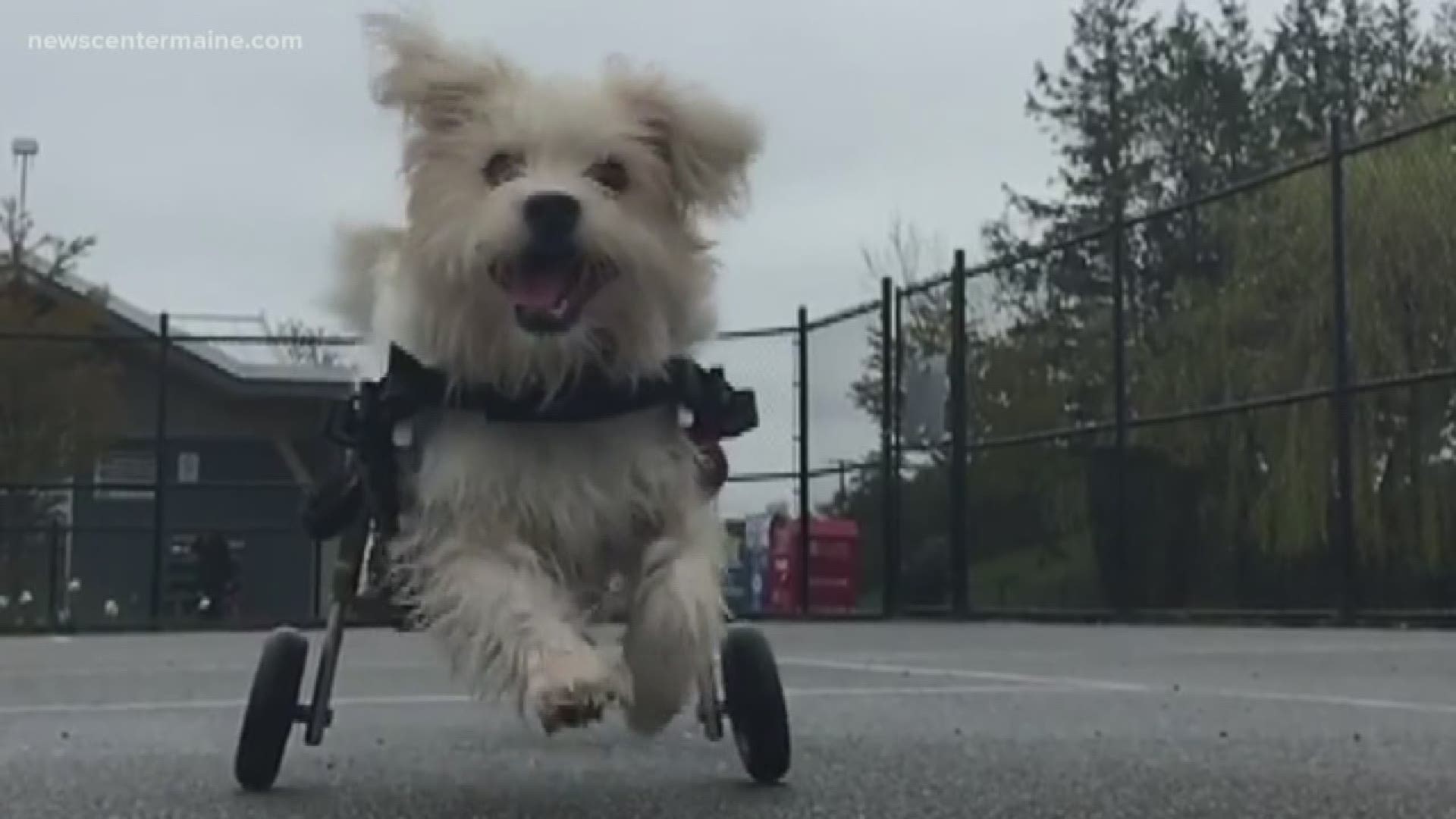 The New Hampshire company Walkin' Pets makes it possible for handicapped dogs and pets to walk and run again. Marc Robinson creates pet wheelchairs and so much more.