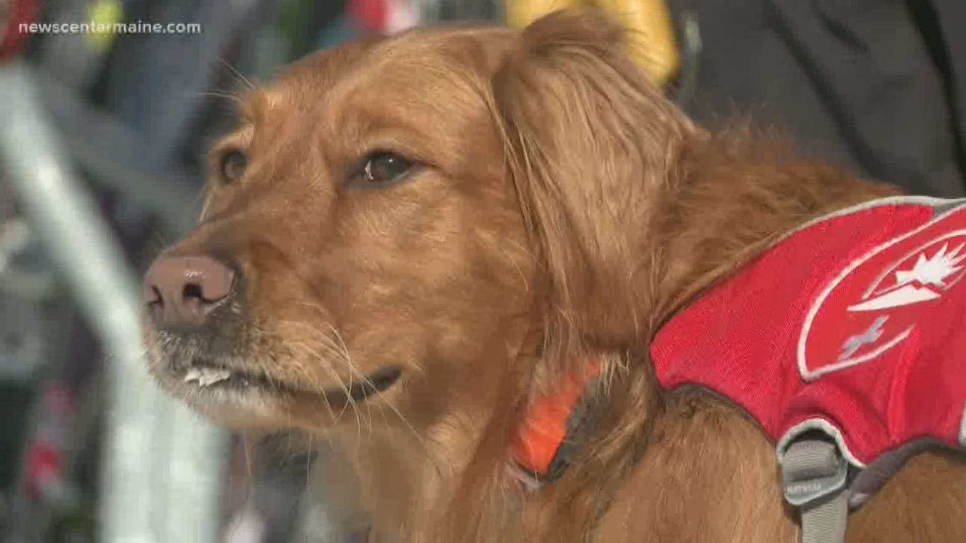 The dog helps ski patrol interact with skiers, and can track through the snow.