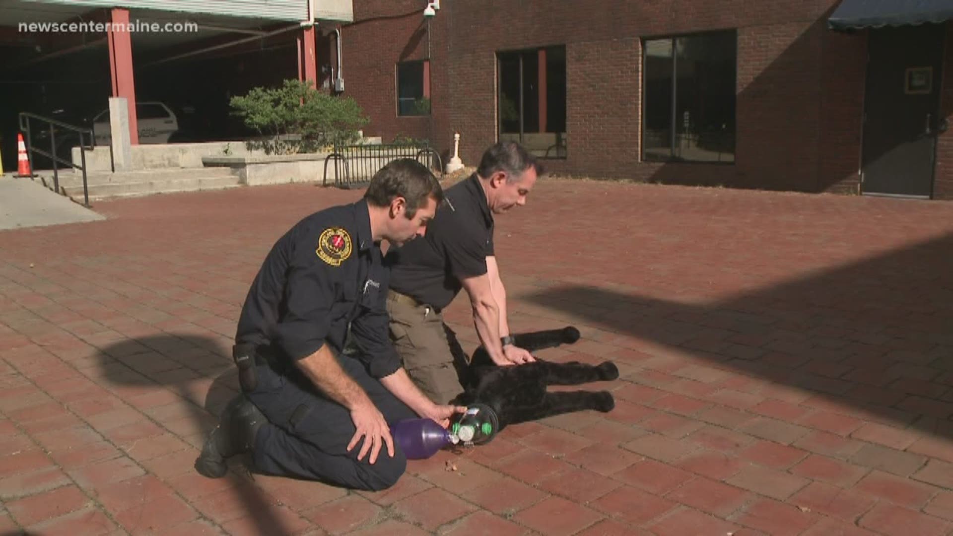 The K-9s are often the first line of defense in police work.
