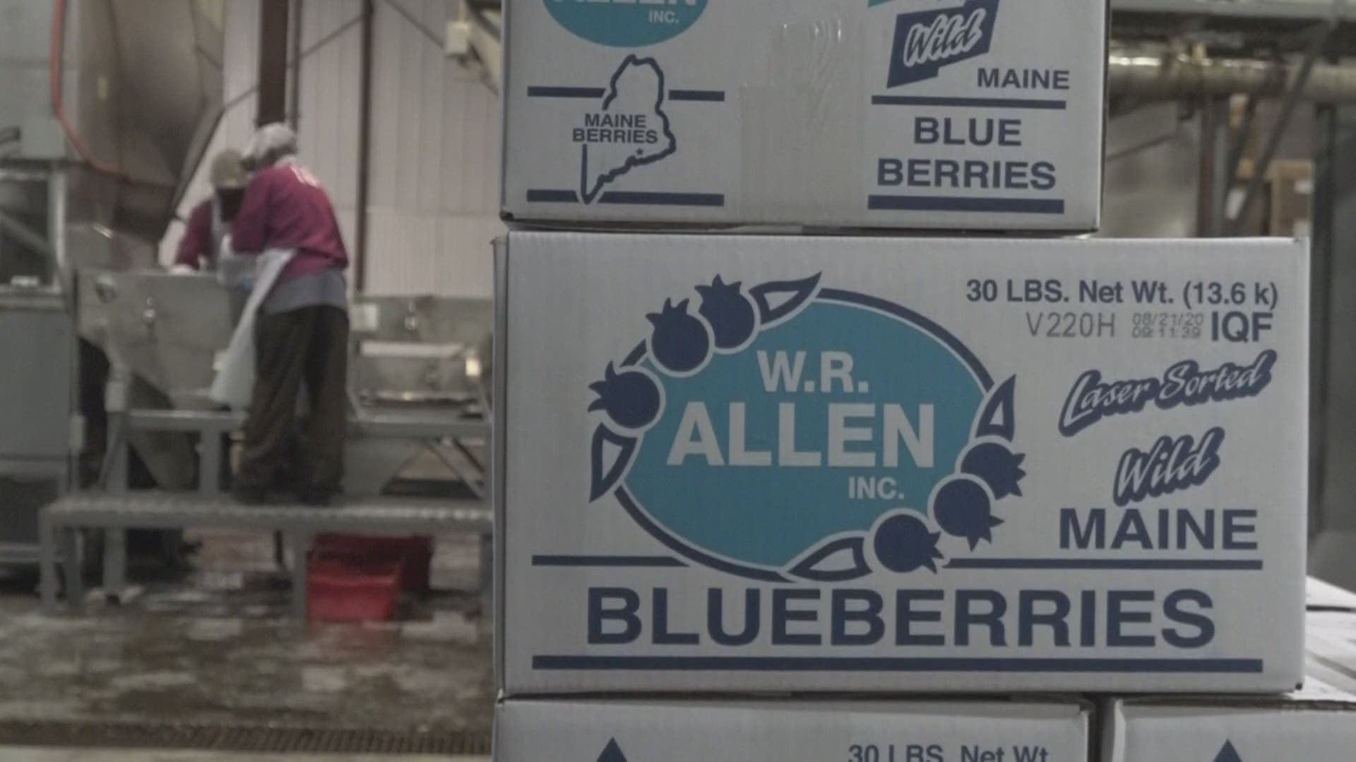 Biden campaign members host roundtable with Maine blueberry farmers