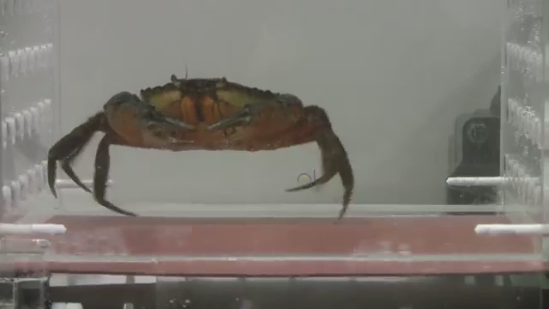 Invasive Green Crab from Canada runs on treadmill at UNE