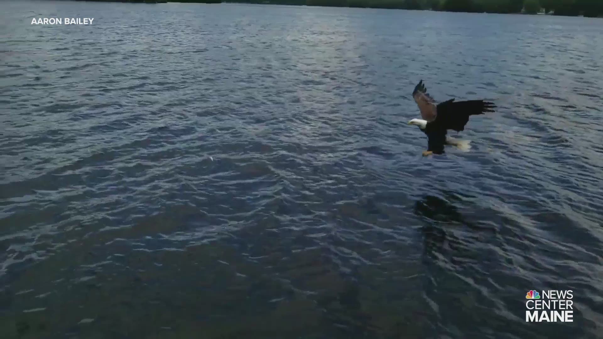 Aaron Bailey of Maine captured this fantastic video July 14 of a bald eagle grabbing a fish from Megunticook Lake in Camden.