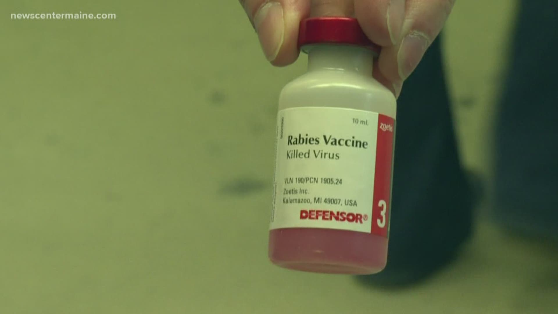 Rabies vaccine clinic in Bath
