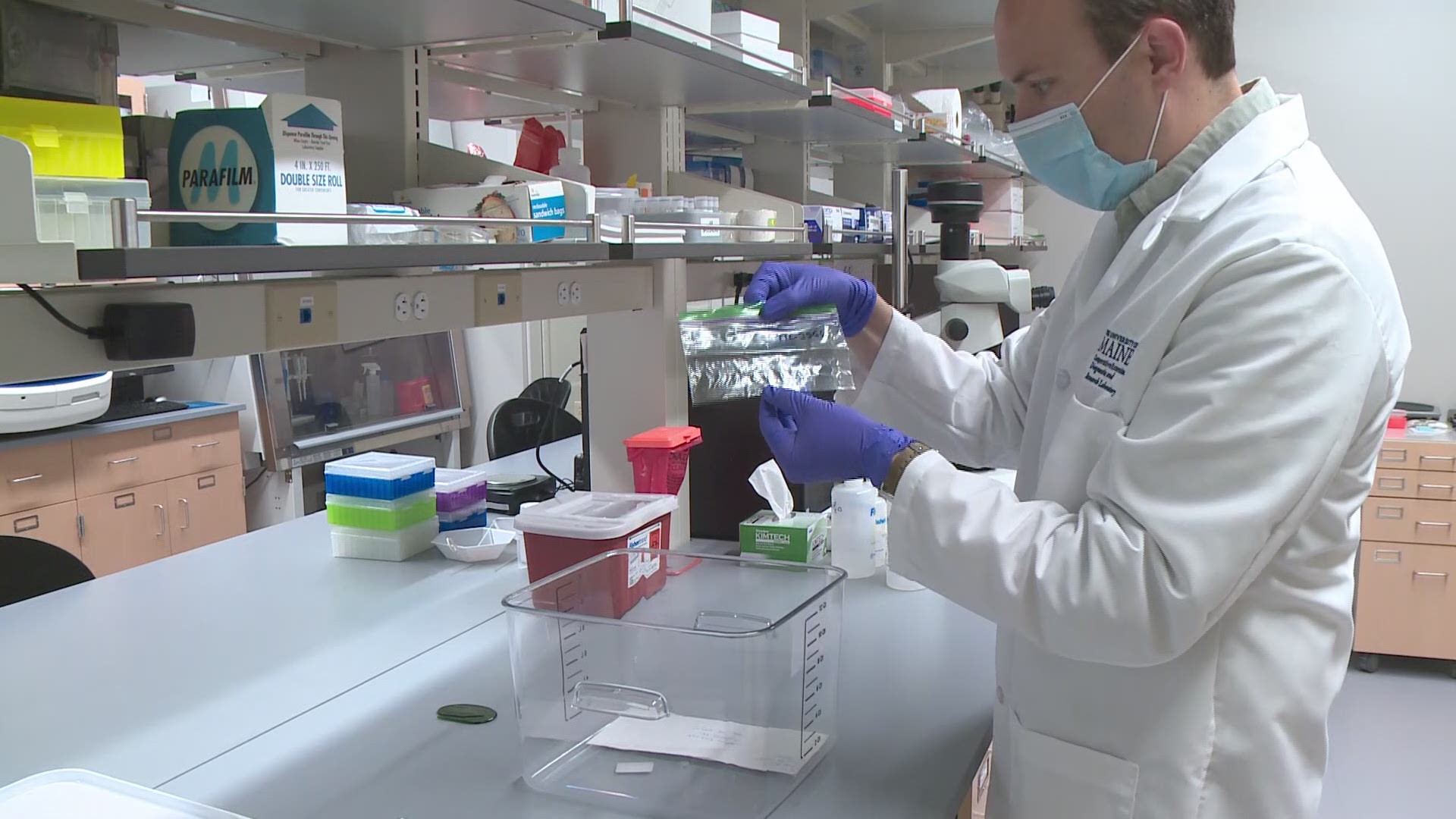 University of Maine scientists identify ticks and test them for pathogens.