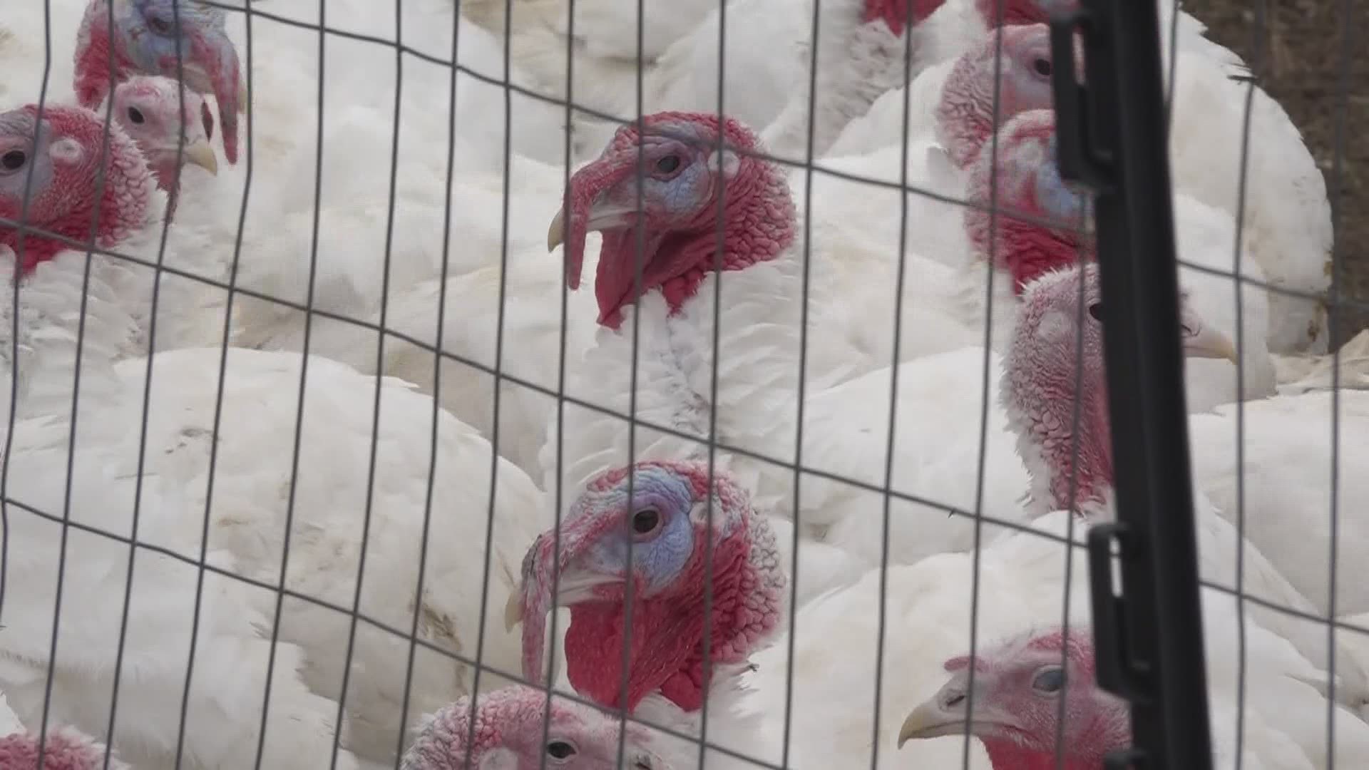 Turkey farm owners say the demand for large turkeys isn't stopping due to smaller holiday gatherings.