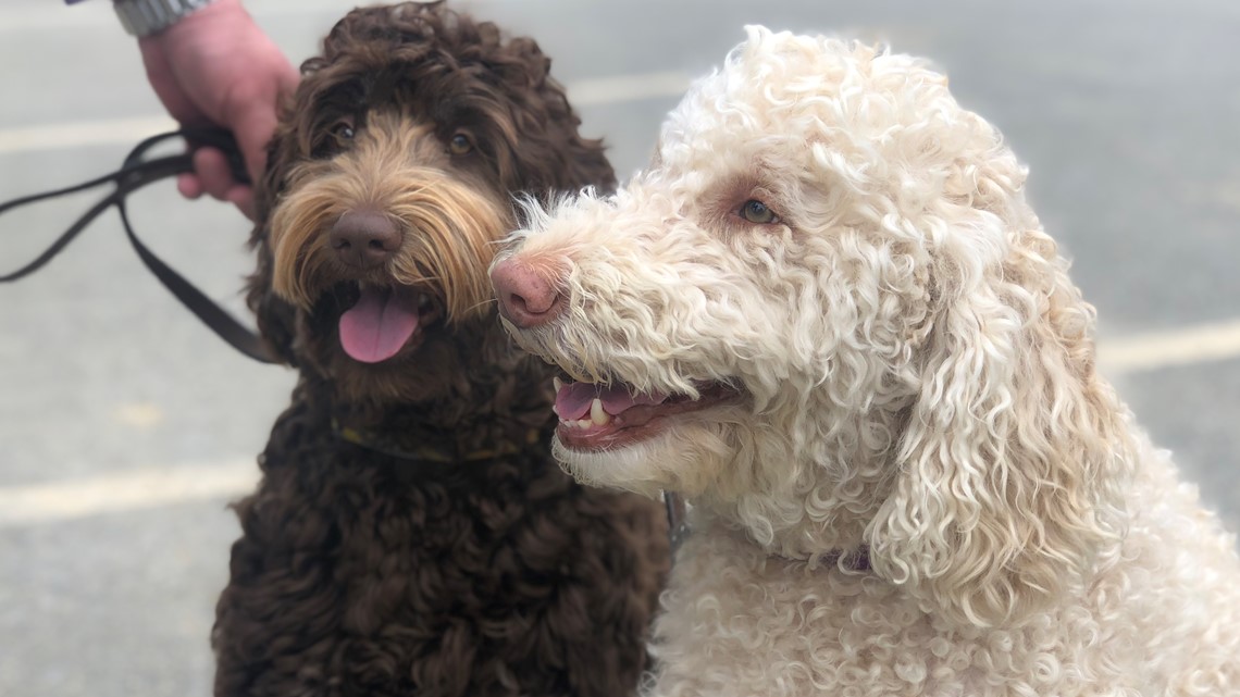 Dogs leash rules laws in Portland Maine coronavirus