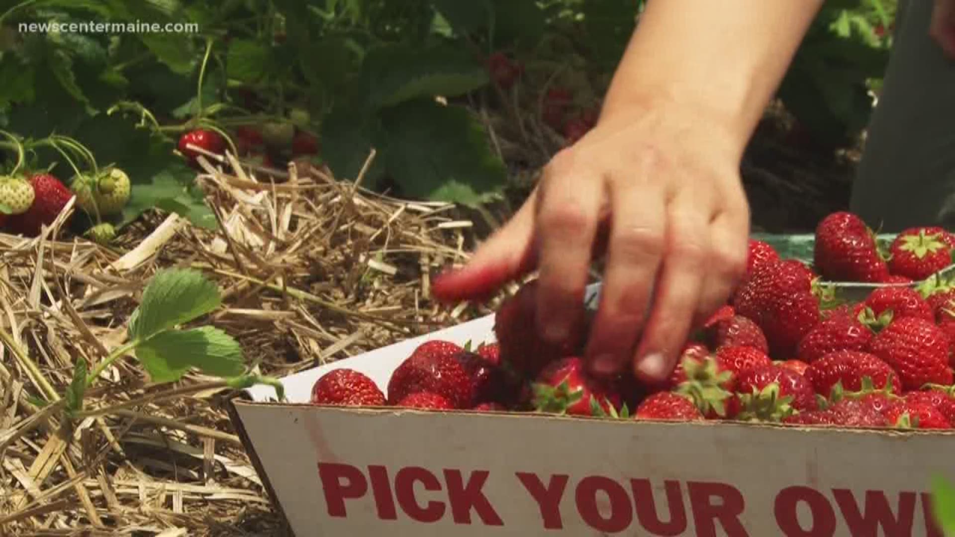 Due to the cold spring, strawberries were two to three week later than normal. Now with warmer temperatures and sunshine, it's looking like a bumper crop has arrived.