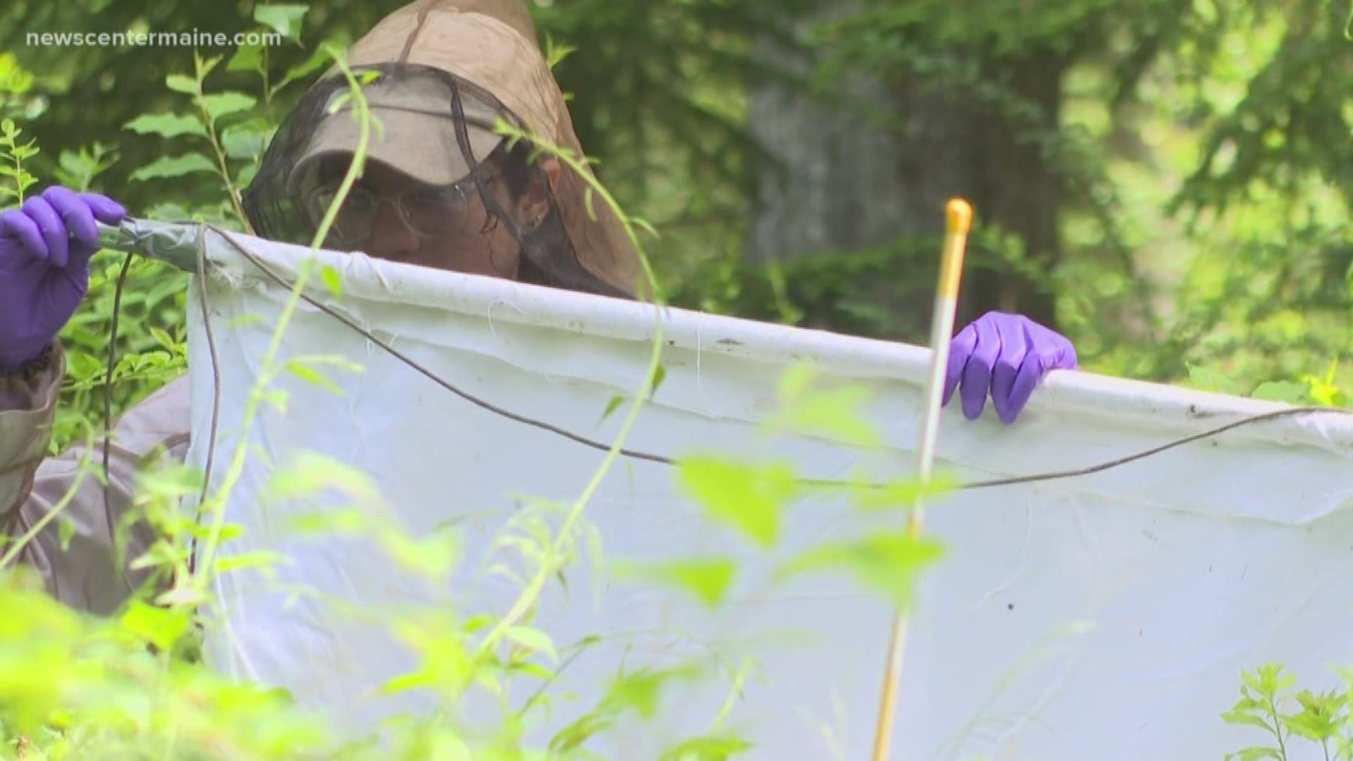 Researchers are looking through sections of Maine woods, trying to determine how and why ticks are moving farther north.