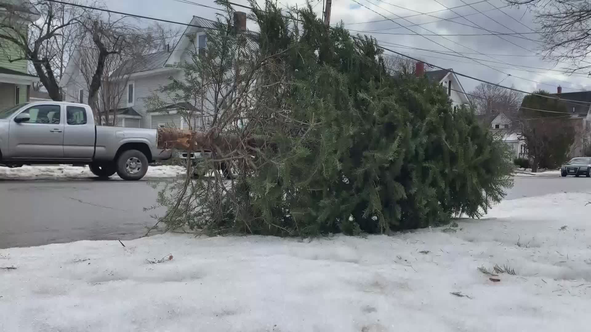 In Bangor, residents may place their trees curbside for pickup until Friday.