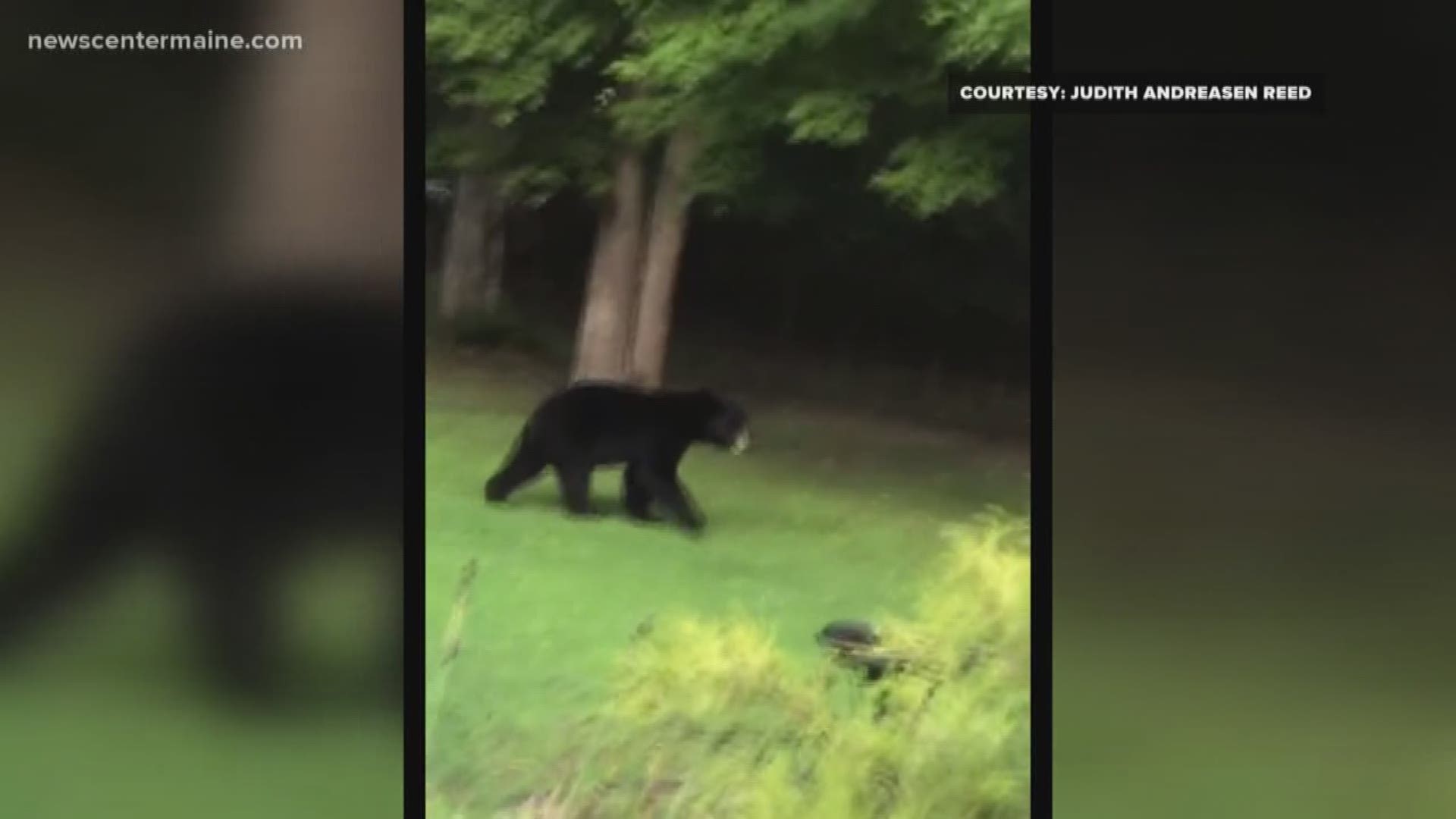 Judith Reed sent this video to us of a black bear in her yard. Reed says the bear has been in her neighborhood for three years.