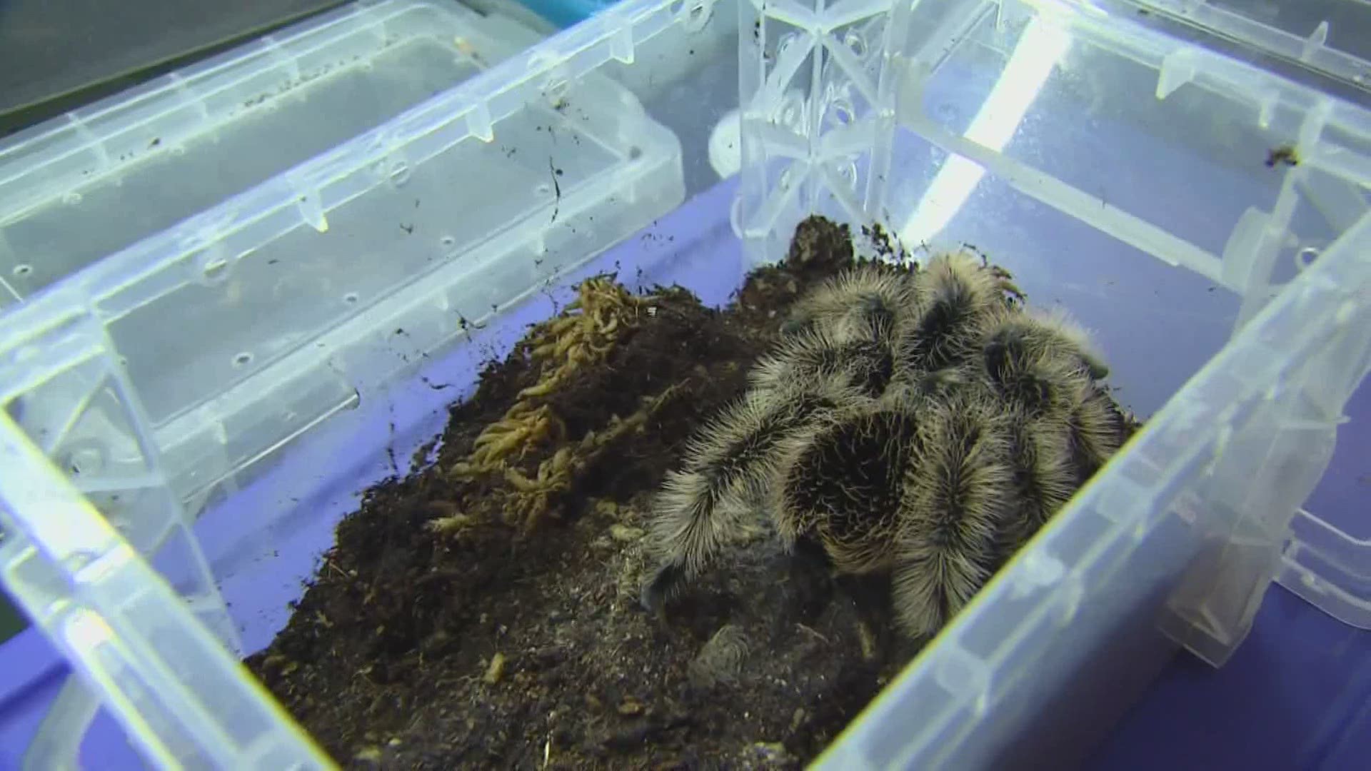 Tarantulas, scorpions found in Maine motel room