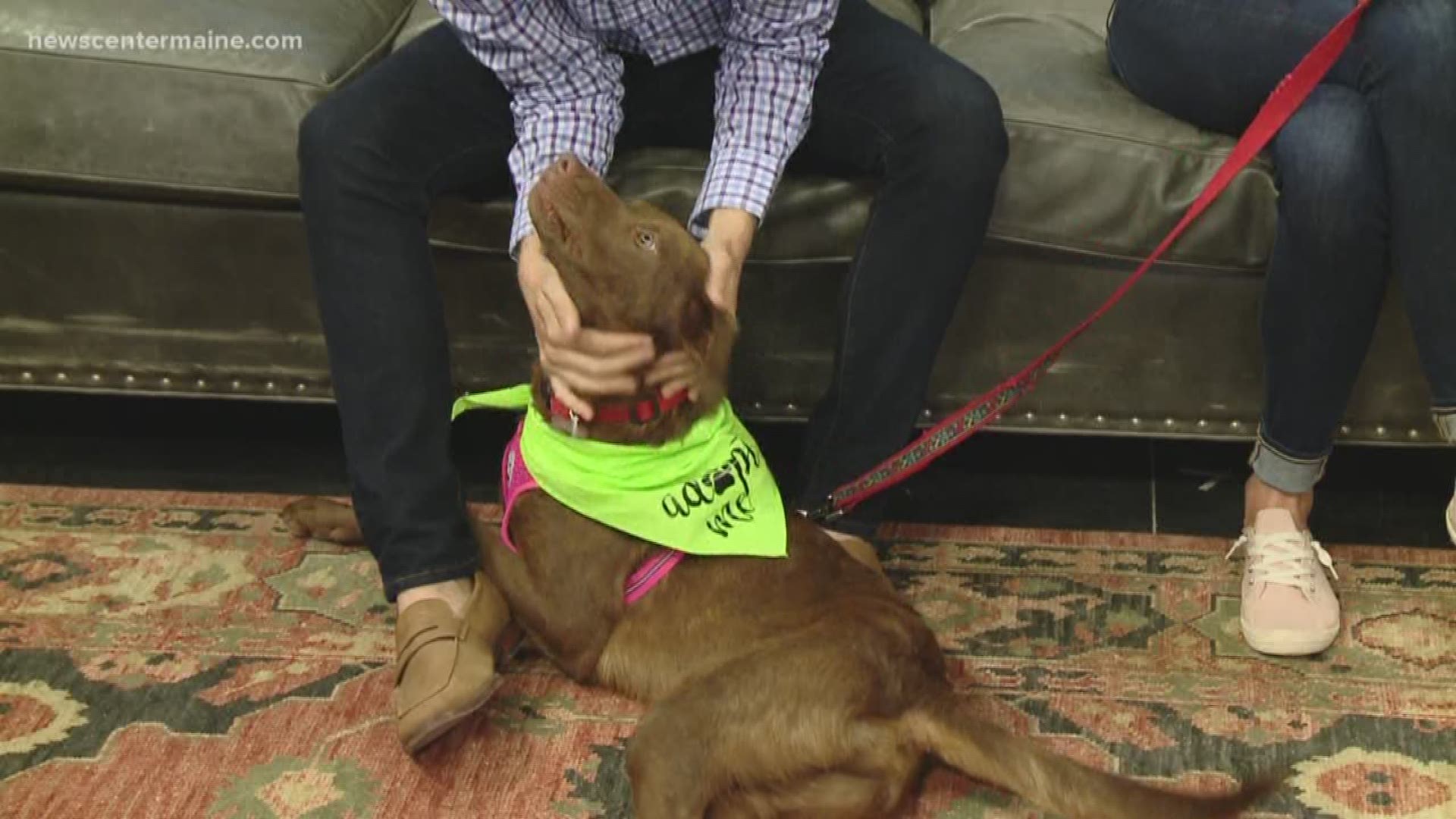 Shawn the 1-year-old lab mix is available for adoption through New England Labs Rescue