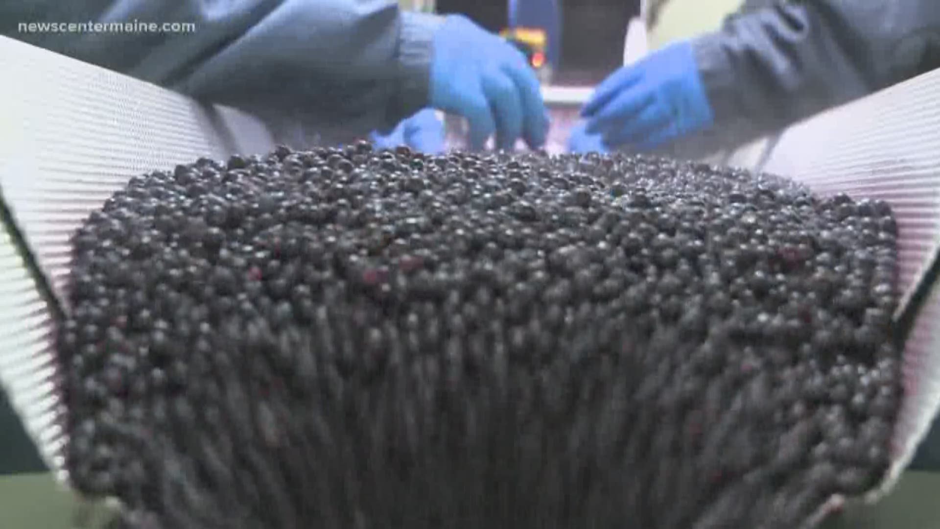 Zach Blanchard reports that the Maine blueberry industry is a bit "blue"