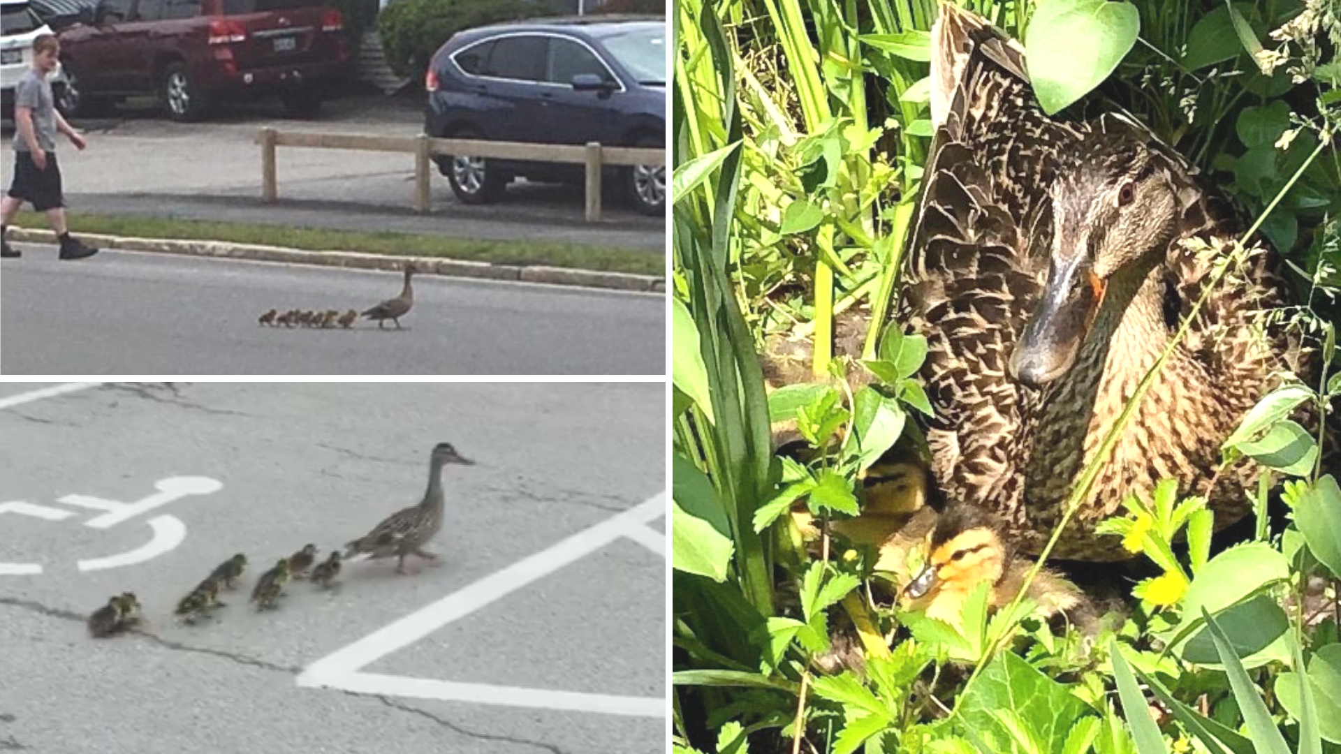 Staff and patrons at Parker's restaurant in Portland helped a family of freshly hatched ducks cross two major streets and travel through several backyards to get to a nearby pond.