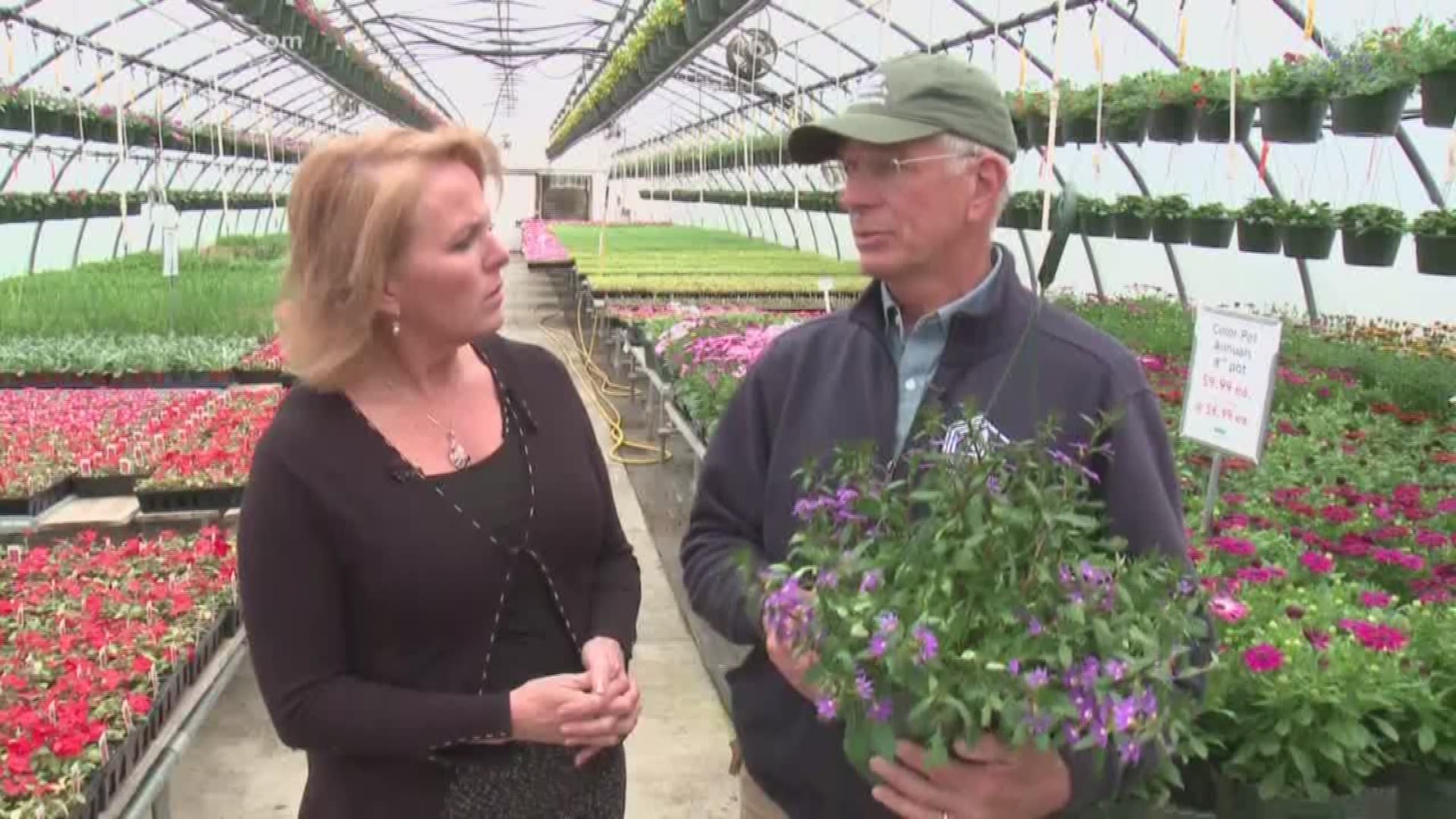 NEWS CENTER's Cindy Williams discusses common garden myths