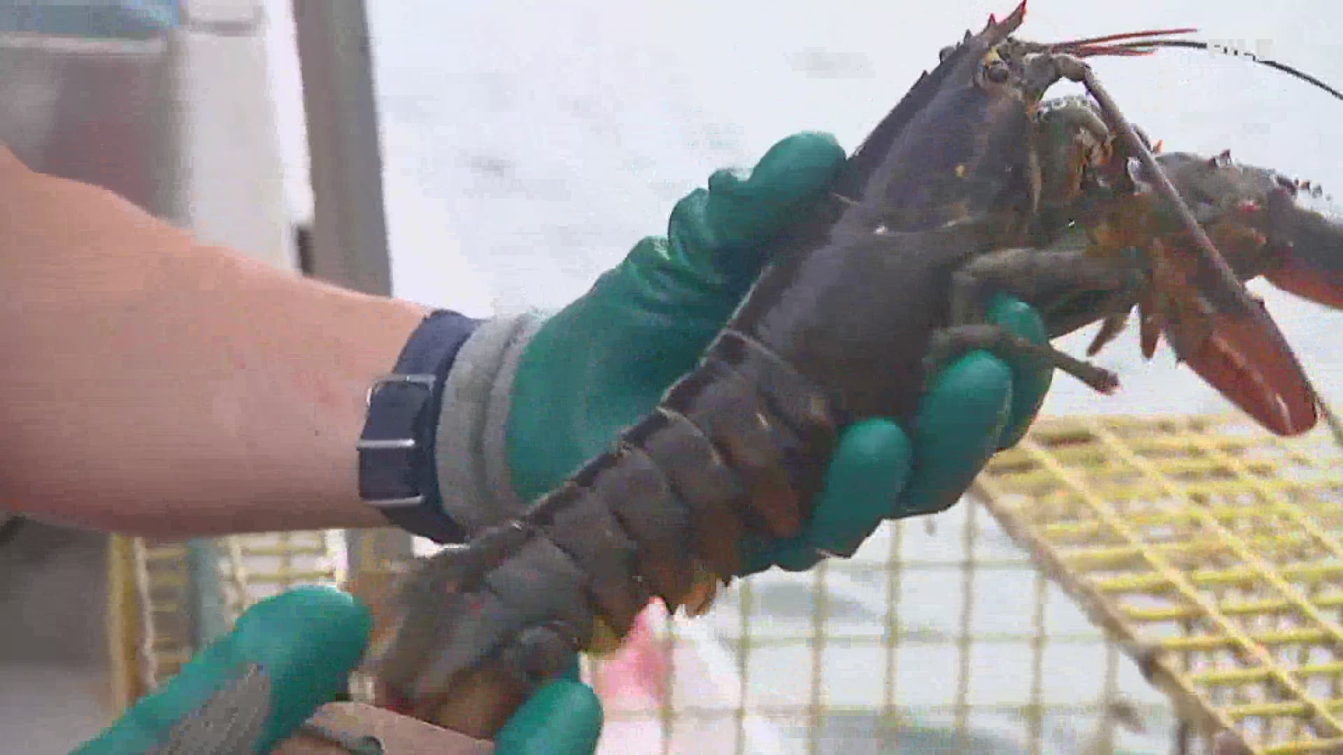 The EU deal drops the 8% tariff on lobster imports. The deal also includes elimination of customs duties on US imports