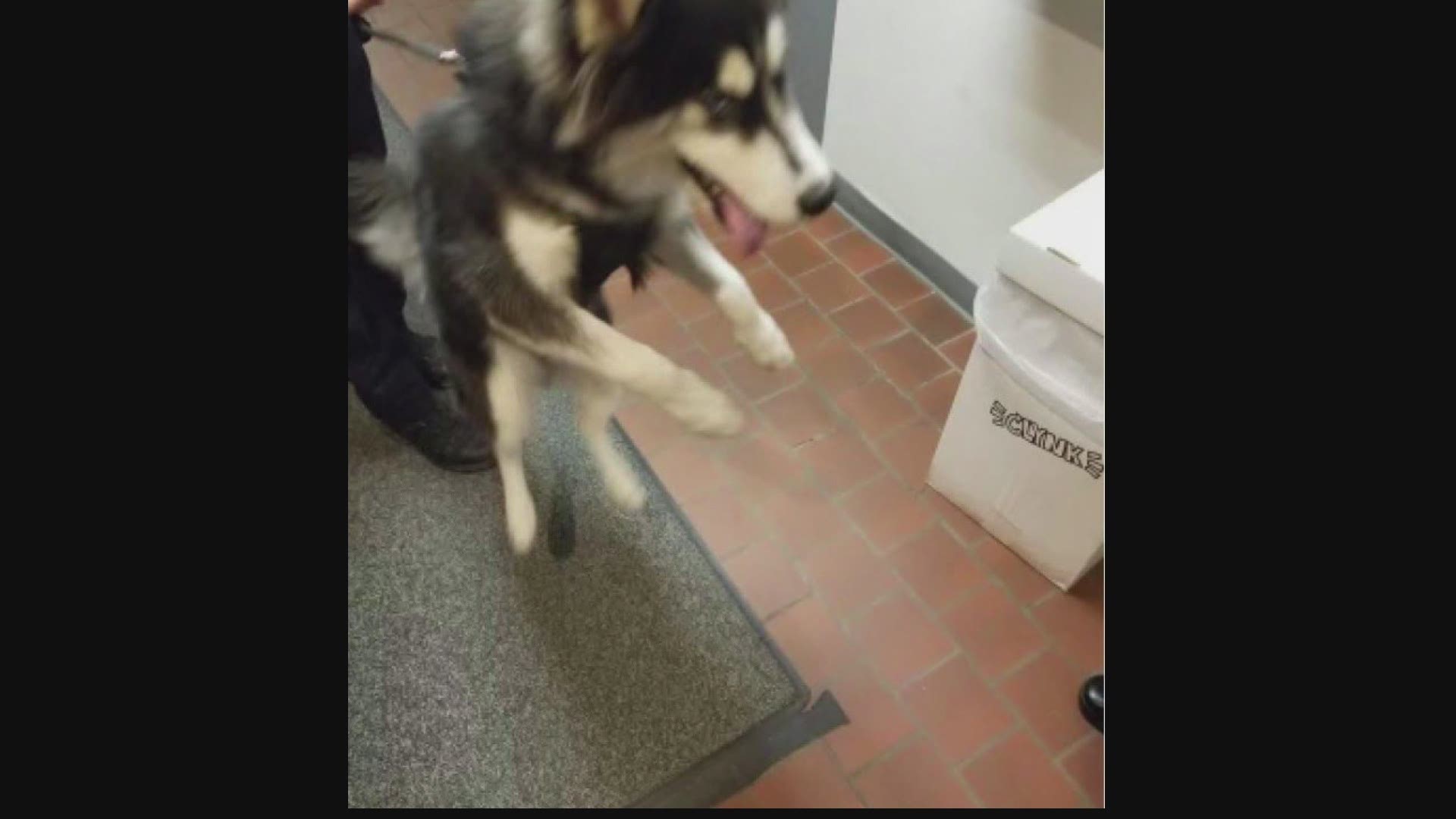 Portland police posted a picture of the dog, safe and sound in police custody.