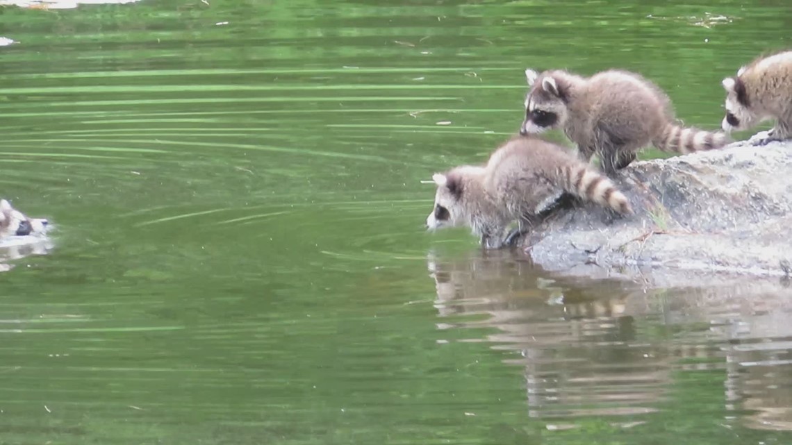Raccoon relay race? Adorable footage of young raccoons swimming in a ...