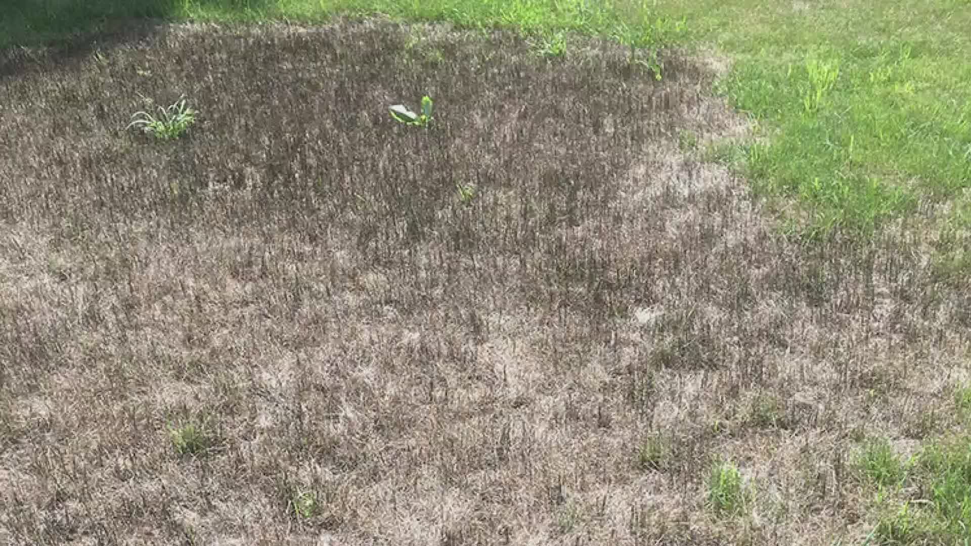 black mold on grass