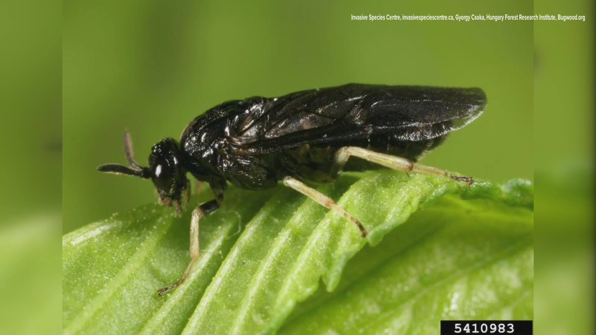 Forest officials are asking folks to report any signs of the elm zigzag sawfly.