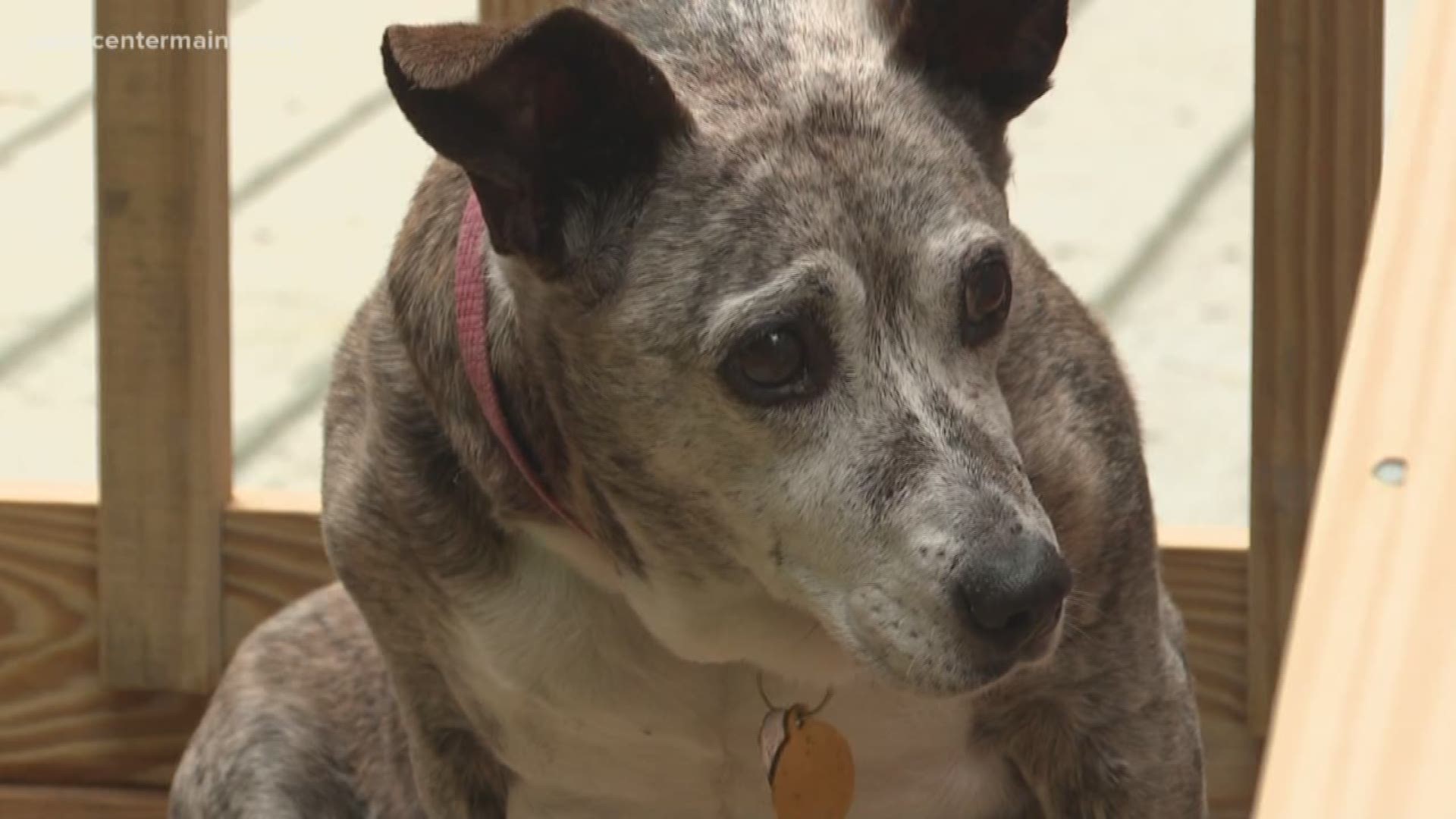 A North Yarmouth woman is opening her home to senior dogs.