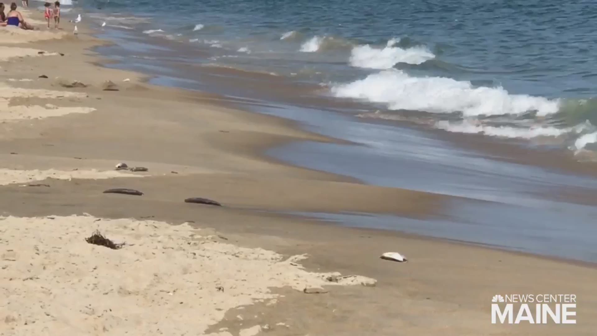 According to OOB officials, hundreds of dead fish washed ashore Friday