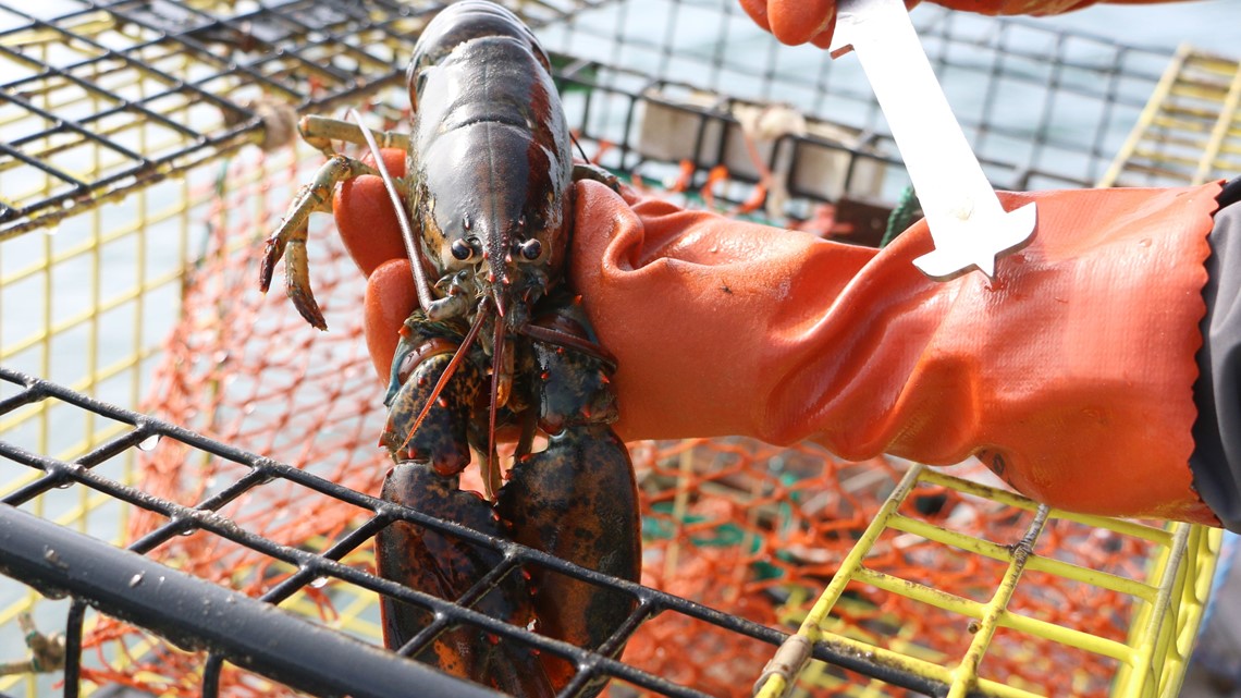 Lobster catch down in Maine in 2019, but value stayed high