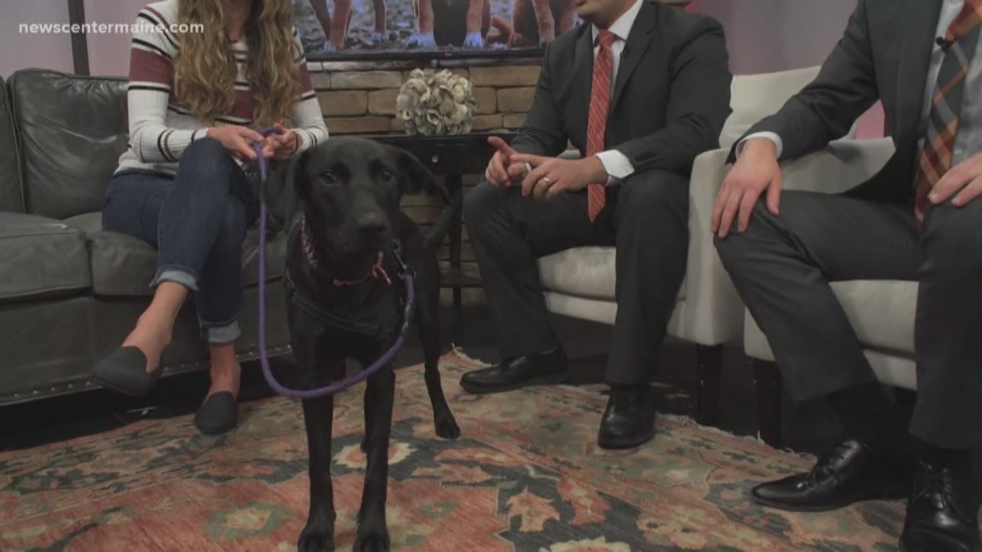 Talon the lab-mix, nicknamed Tallie, is up for adoption at New England Lab Rescue.