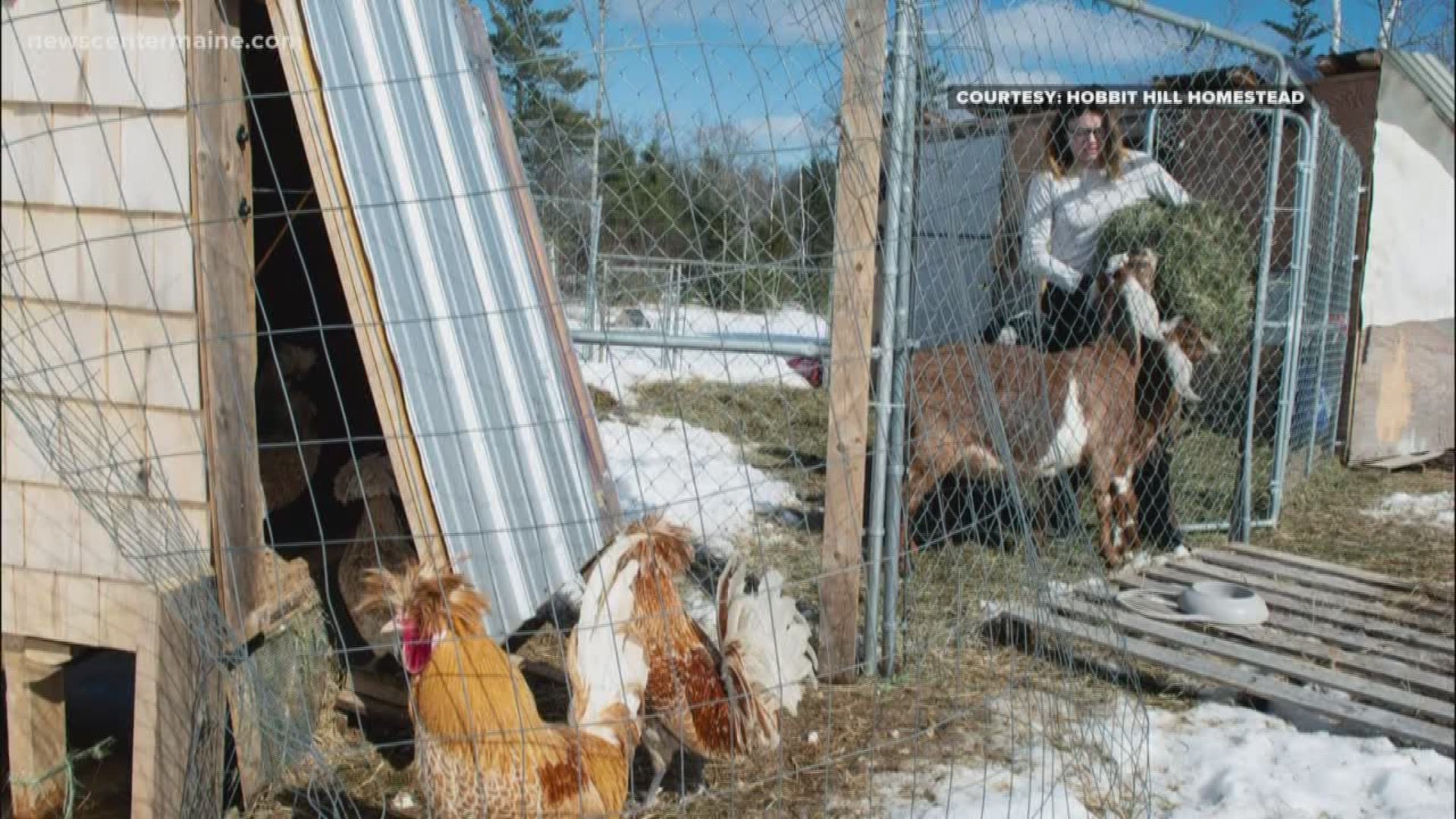 The small Bucksport farm 'Hobbit Hill Homestead' is changing its name after complaints from owners of 'Lord of the Rings' rights.