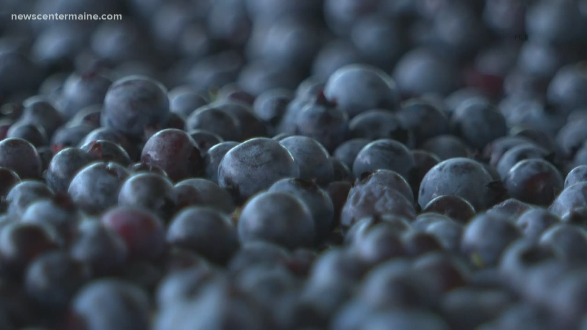Leaders of Maine's wild blueberries industry want to reintroduce their product to consumers.