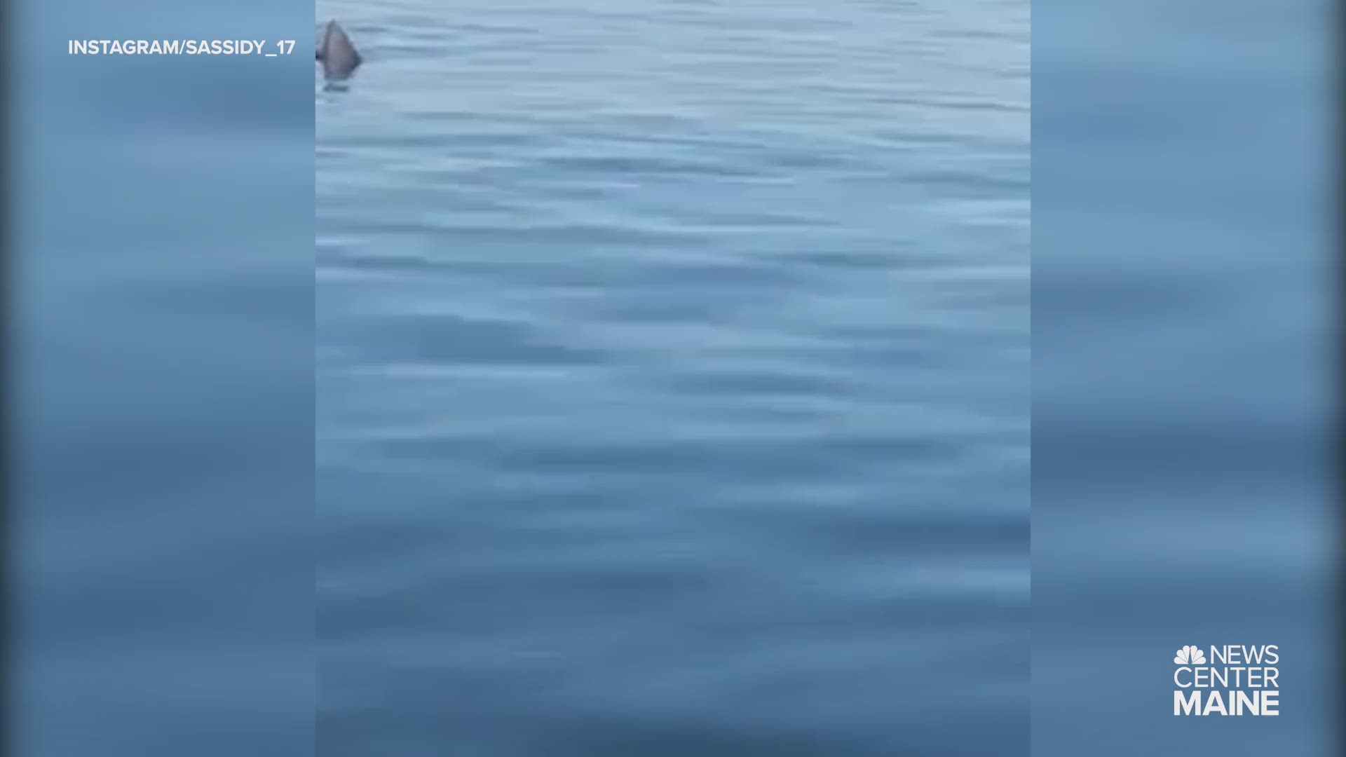 Basking shark spotted off York, Maine, coast