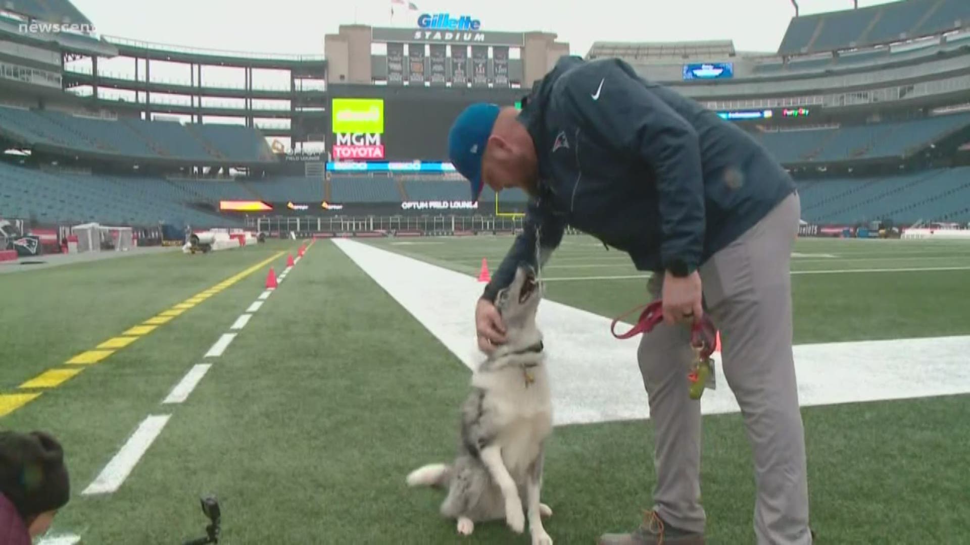 Mainer and his dog tend to the turf at Gillette Stadium.