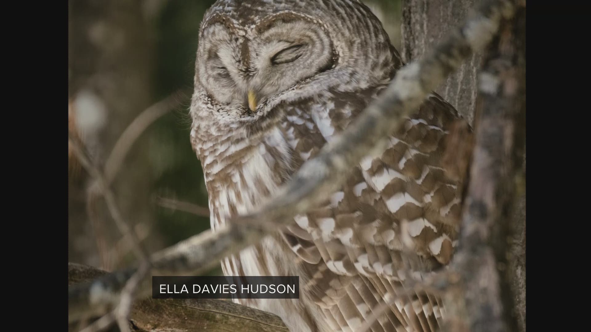 All across Maine people are seeing Barred Owls more than ever before. Local experts say last year's increase in squirrels and rodents is the cause.
