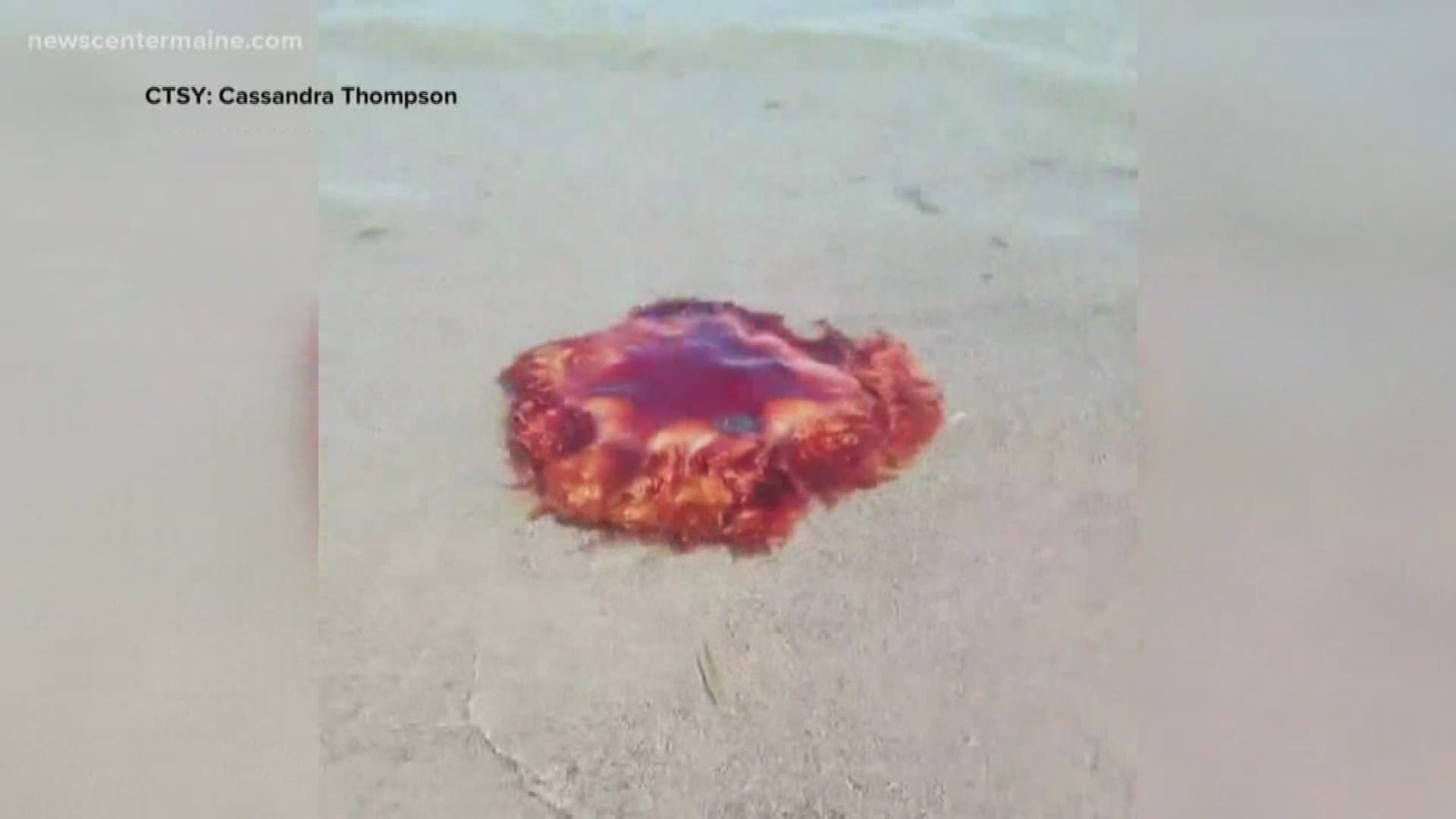 Giant jellyfish sighting reports in Maine