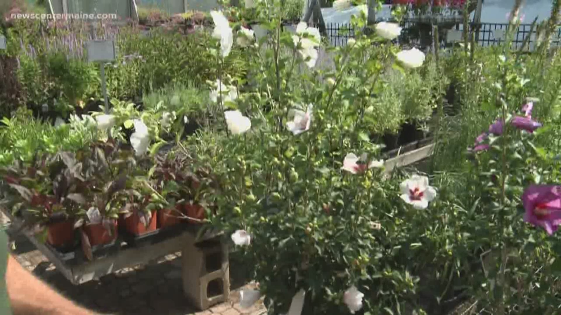 Most people think of Hibiscus as a tropical plant and think it could never grow here.  But it can!  There are varieties that not only tolerate our weather, but thrive in it. Cindy Williams heads to Sillin's Greenhouses in Falmouth to learn more.