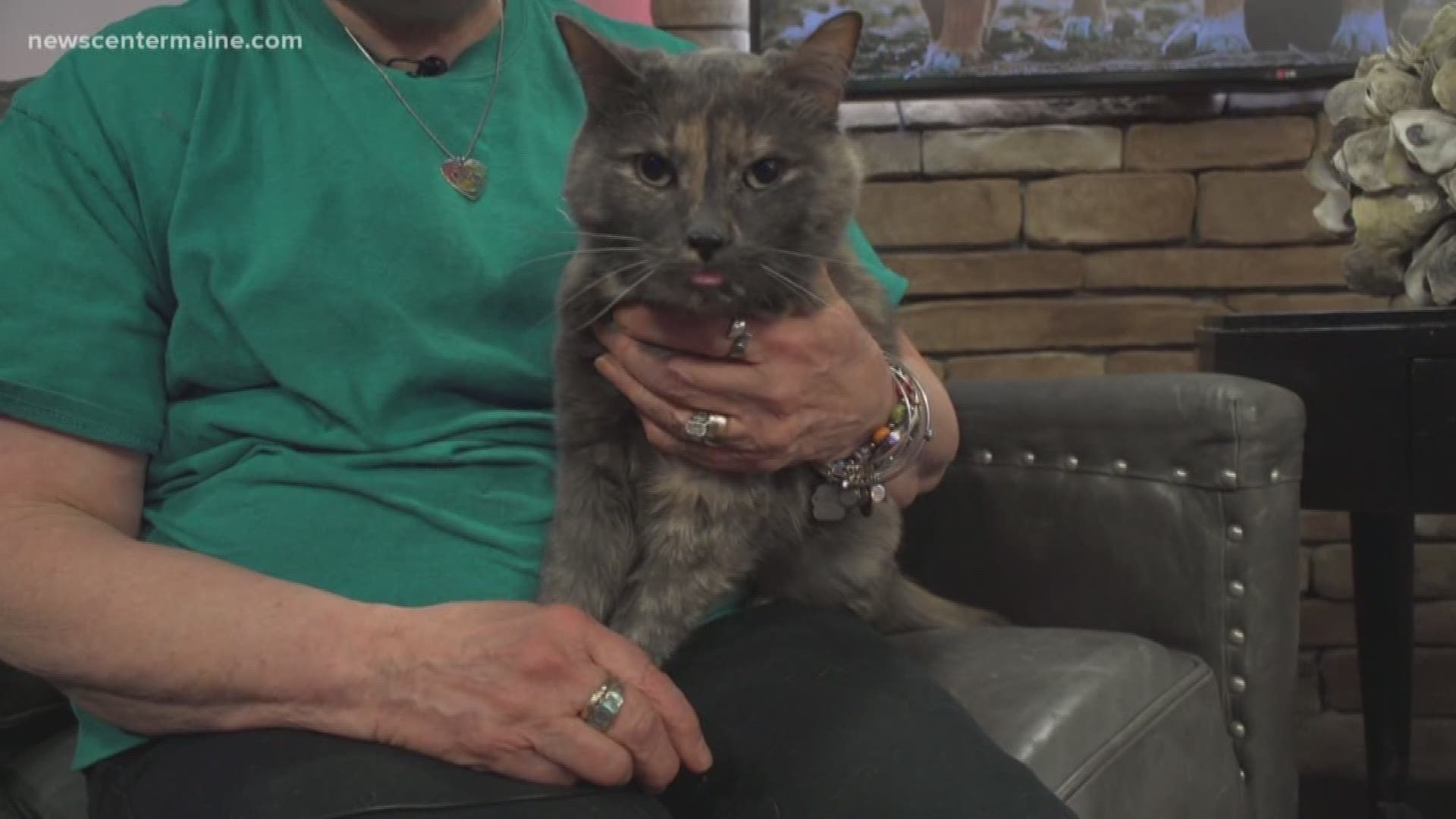 Nimbus the cat is the featured pet on Fetch ME a Home. She is available at Hart of Maine